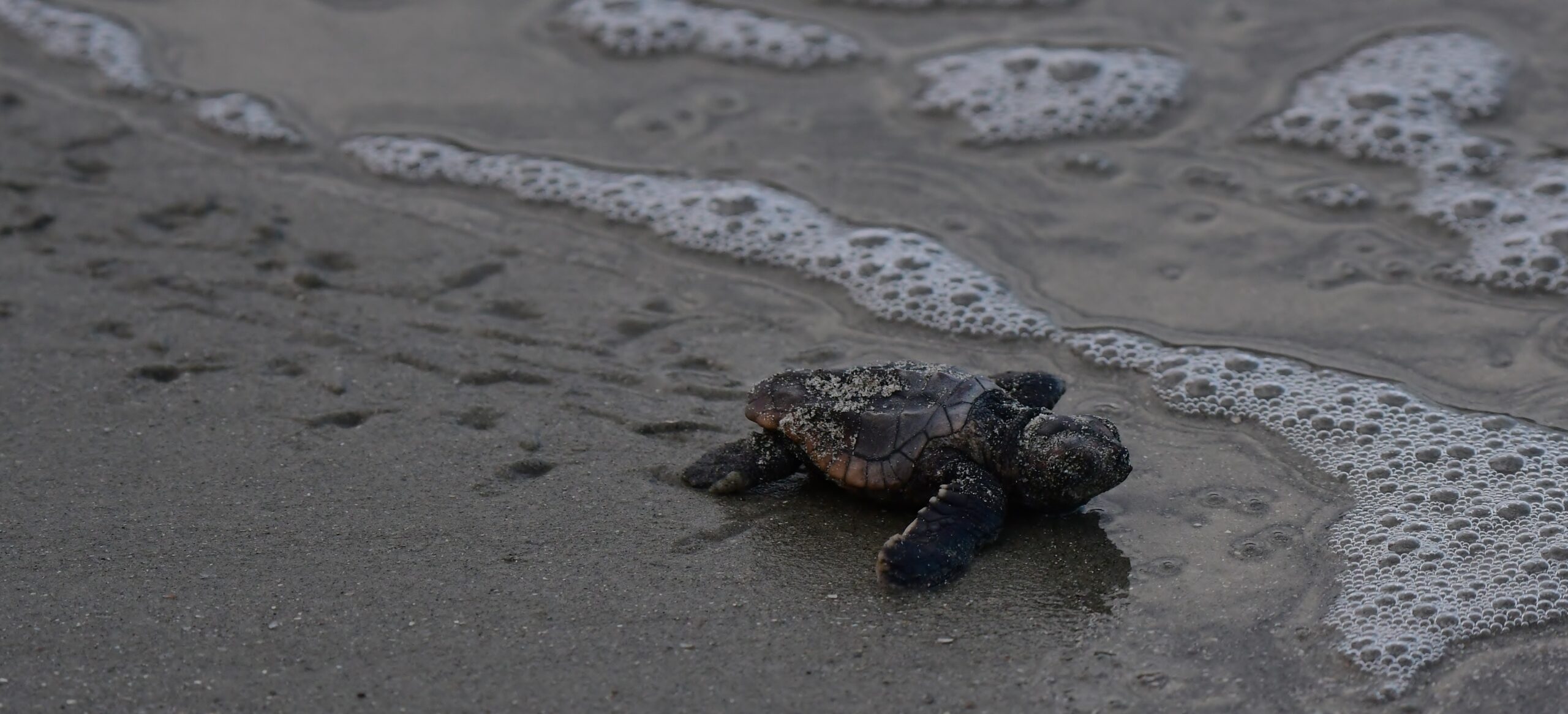 Loggerhead_Sea_Turtle_Hatchling