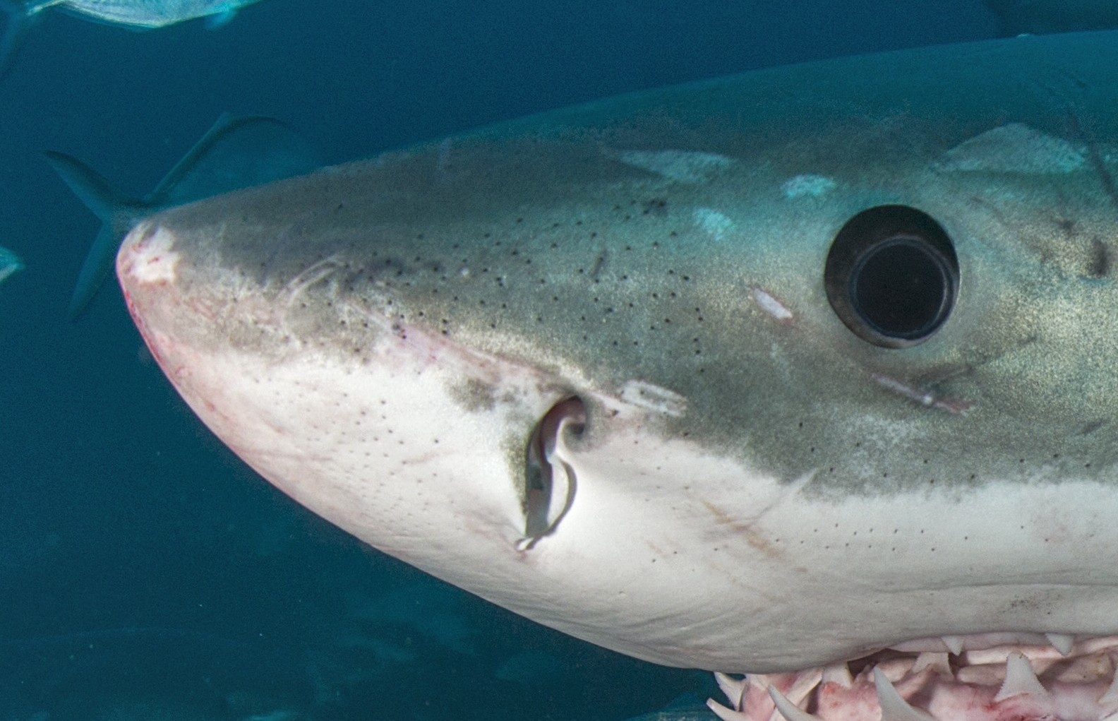 OceanImageBank_JayneJenkins_105_zoom