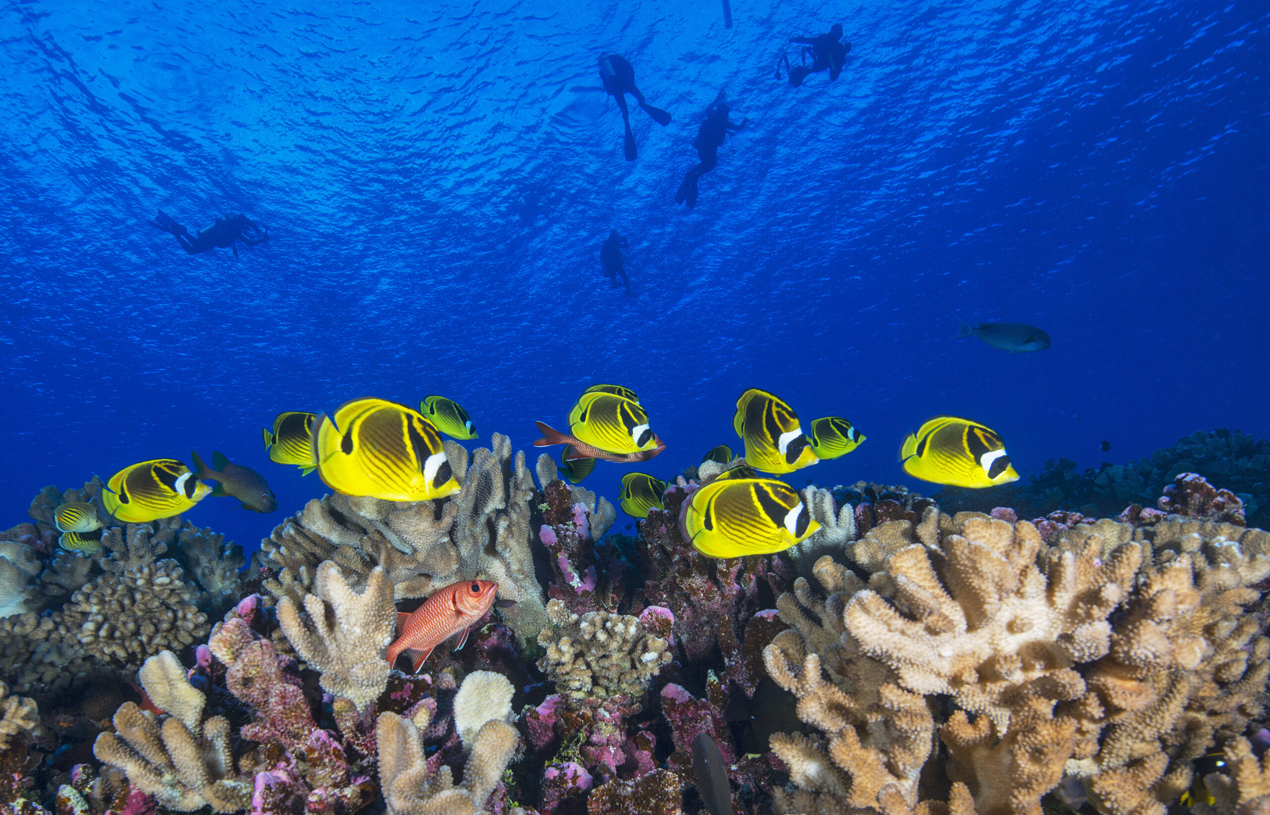 OceanImageBank_JayneJenkins_Tahiti_09