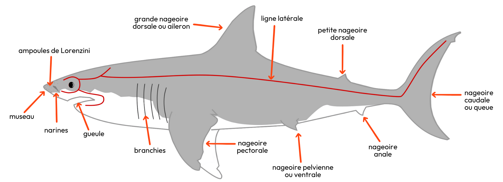 anatomie-generale-requin-1