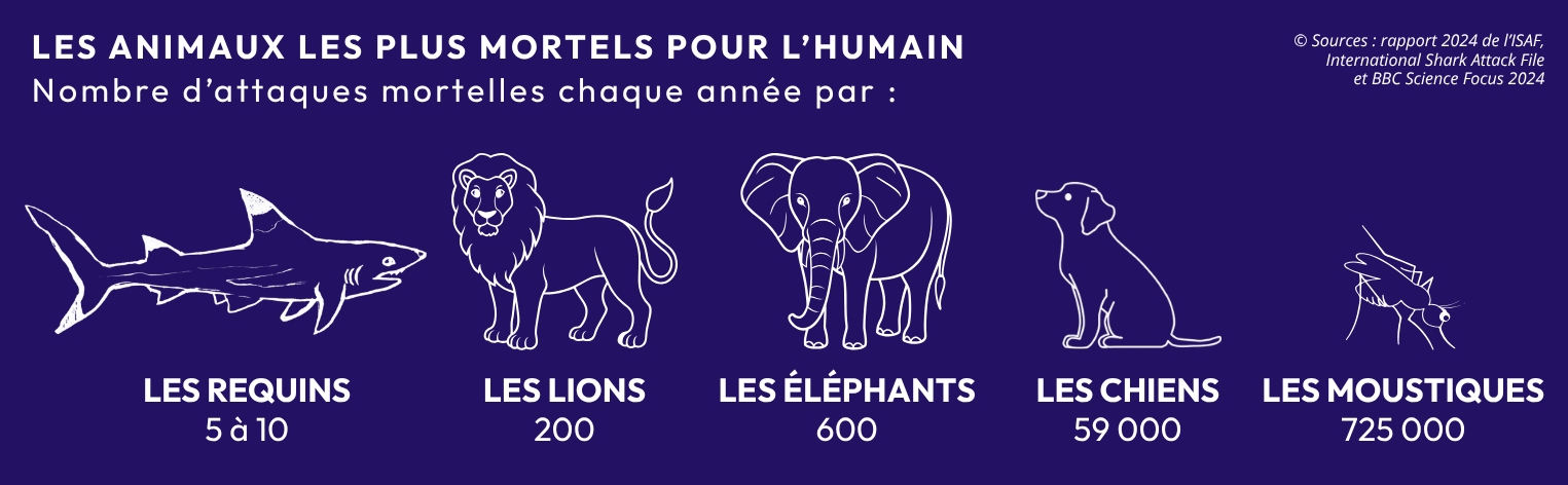 attaques requins par an