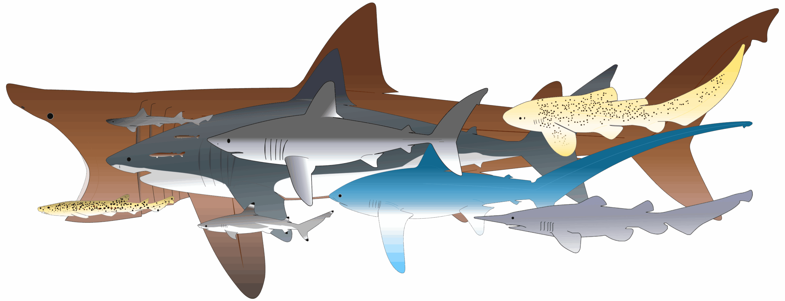 especes-de-requins-2