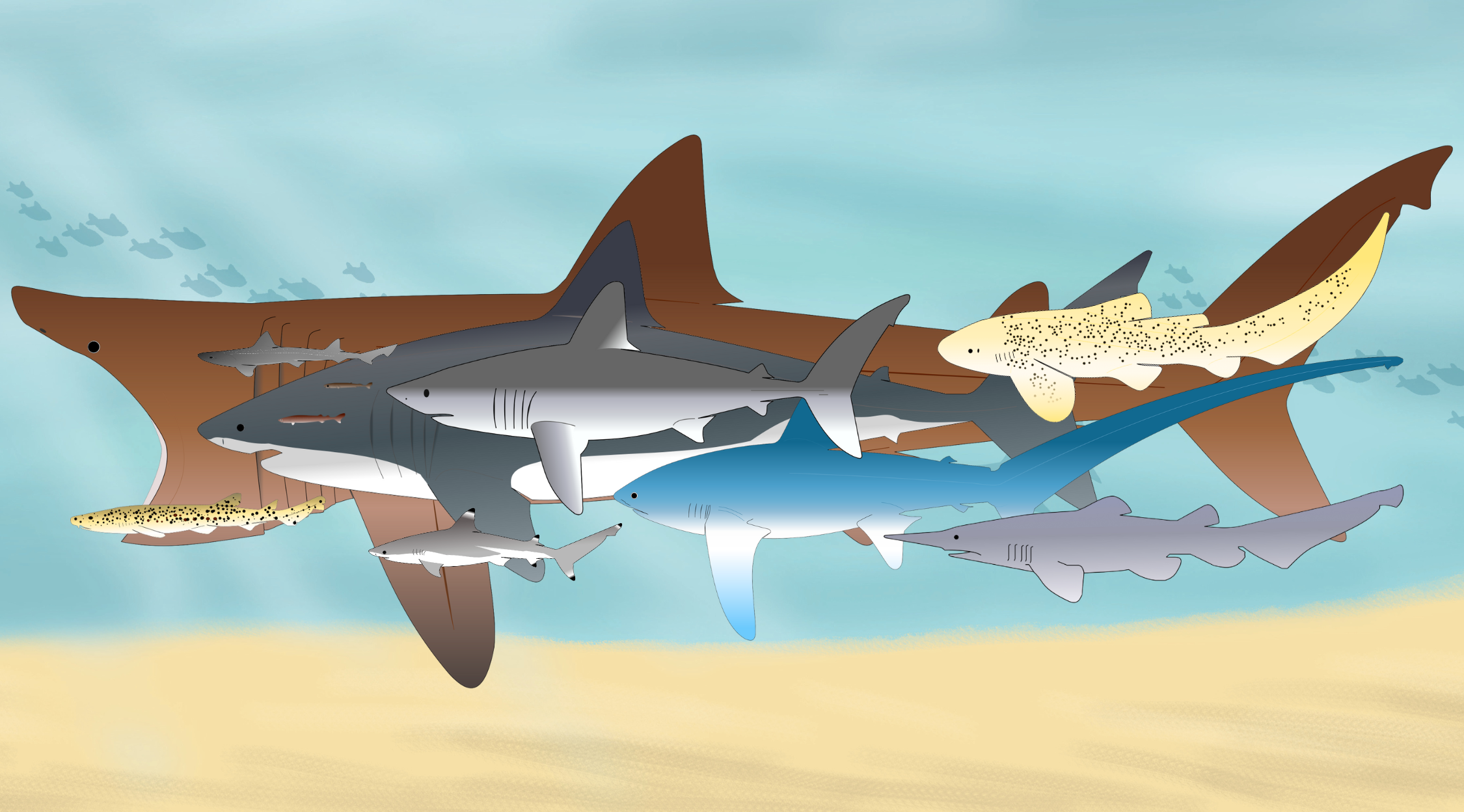 espèces de requins