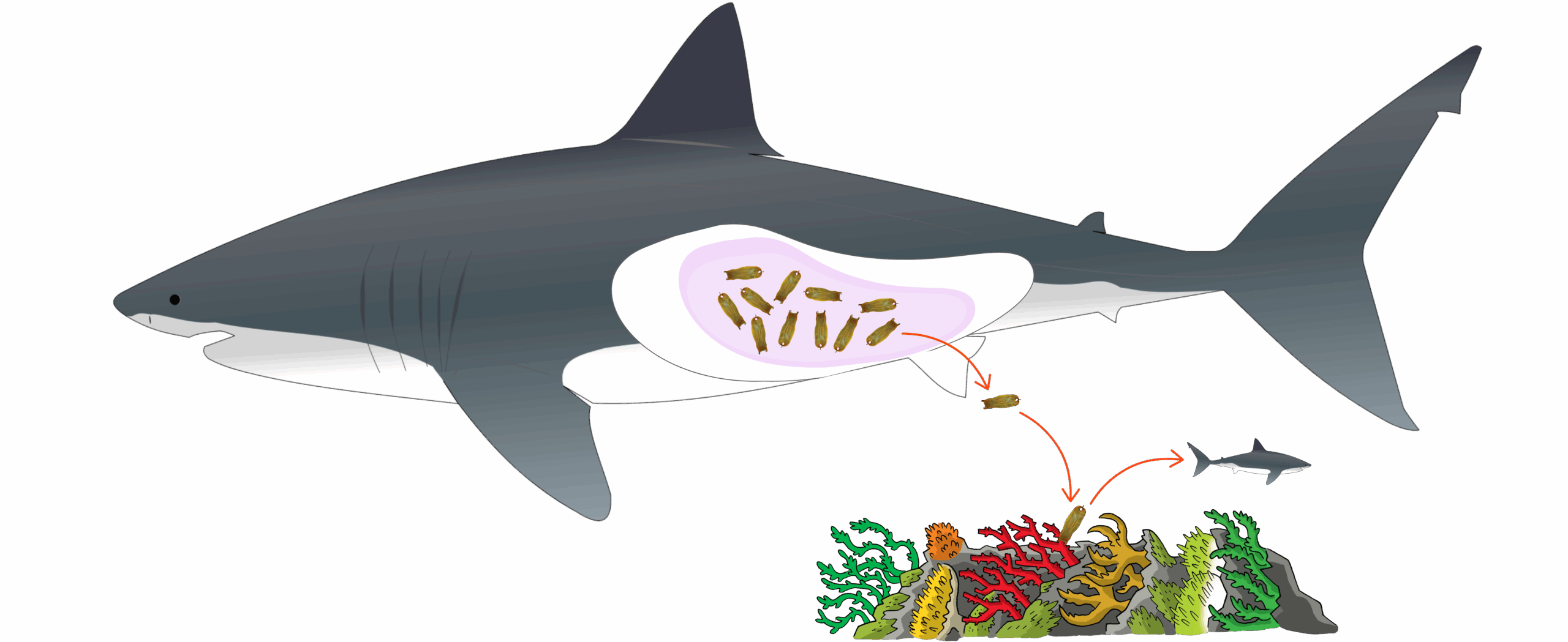 reproduction-ovipare-1