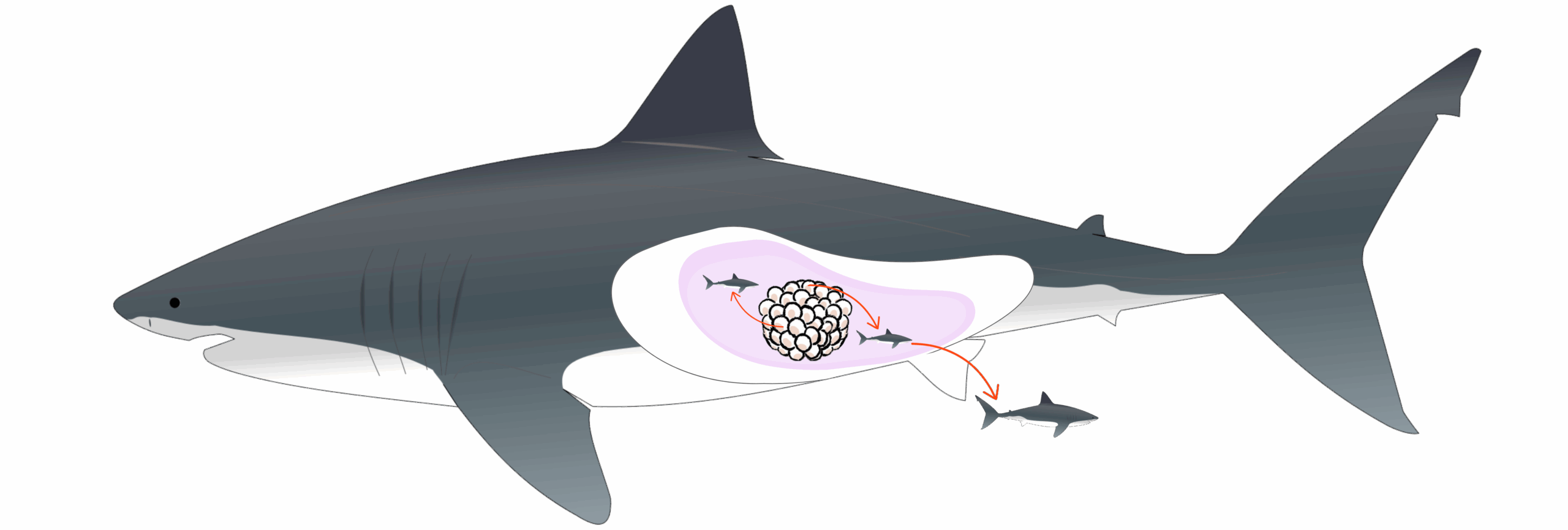 reproduction-ovovivipare-1