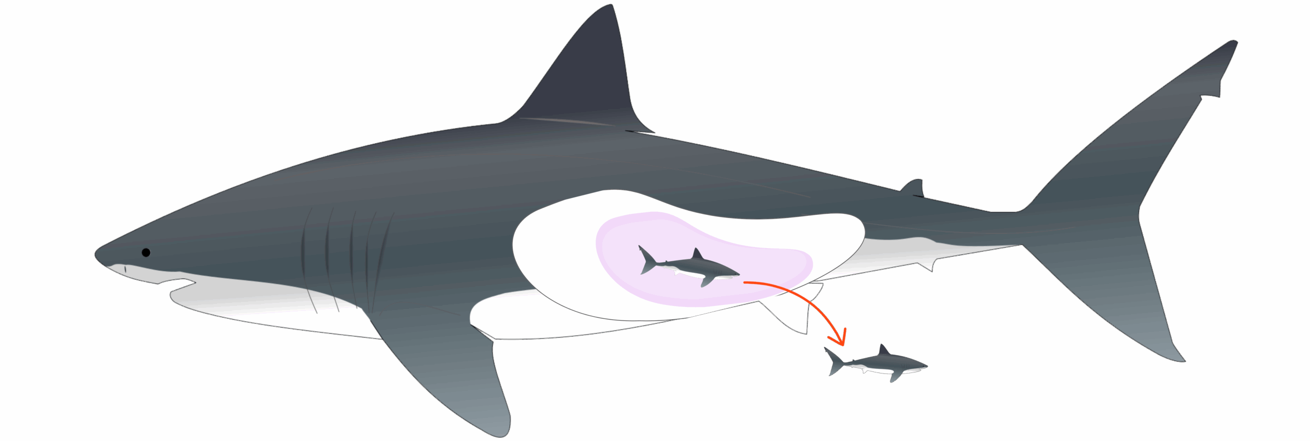 reproduction-vivipare-1