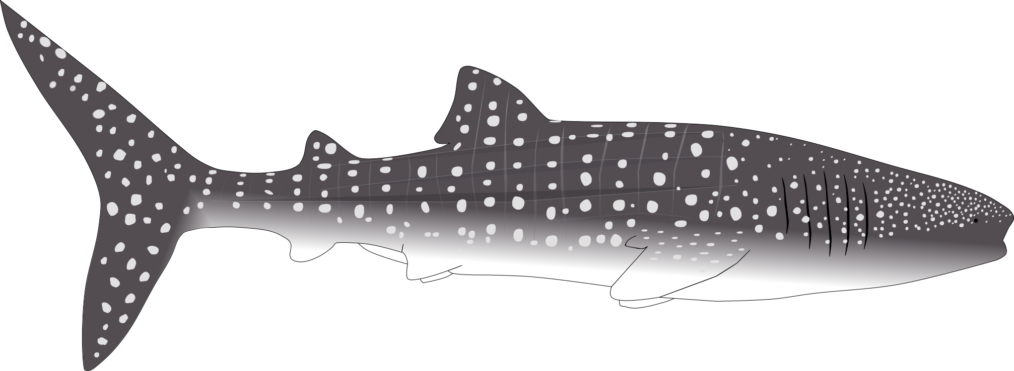 requin-baleine-1