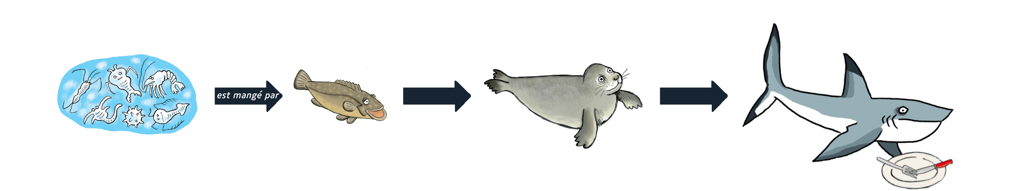 schema-chaine-alimentaire_est-mange-par