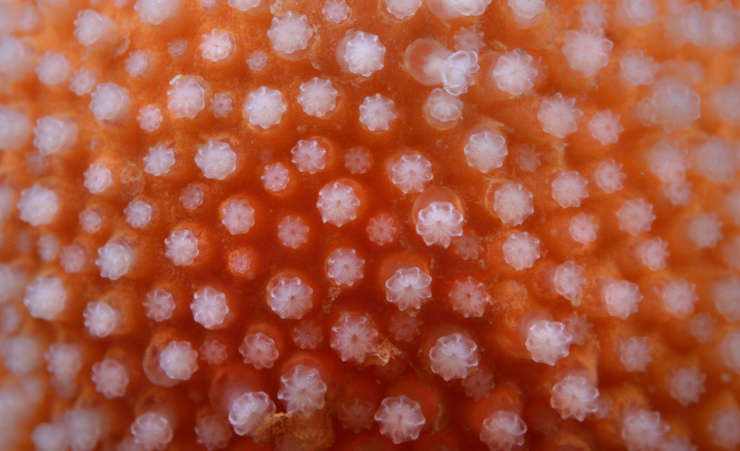 Polypes d’alcyon © Olivier DUGORNAY / Ifremer