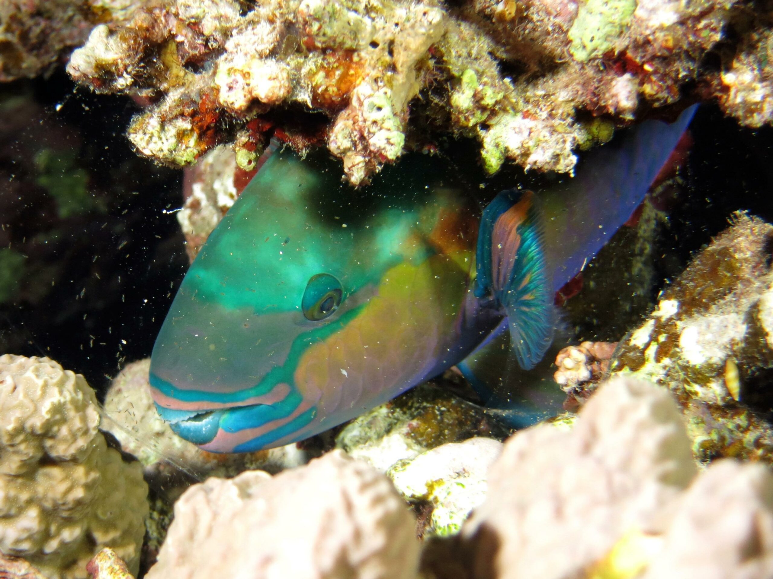 Poisson-perroquet © Jerome PAILLET / Ifremer