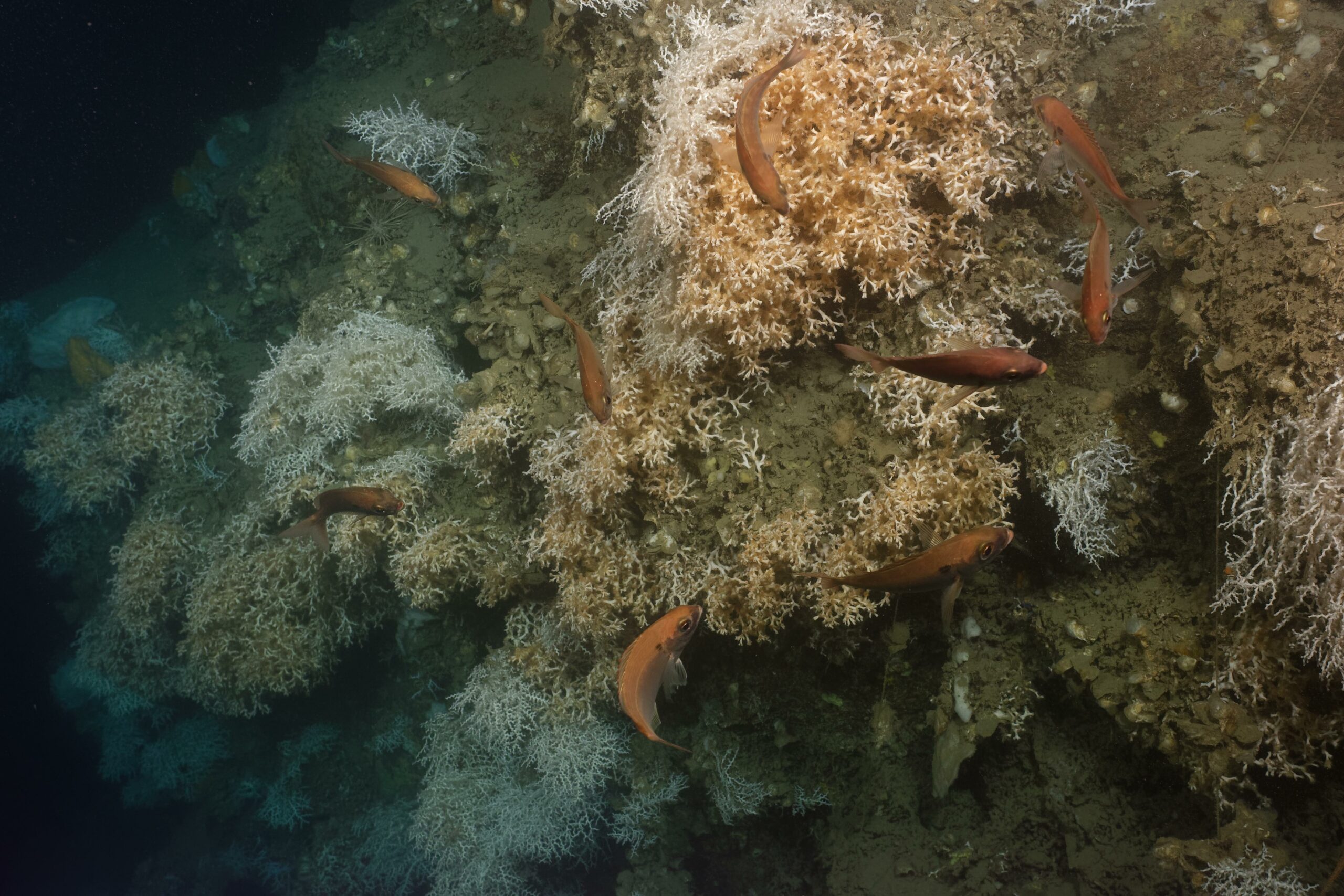 Buissons de Desmophyllum pertusum et Madrepora oculata © Ifremer