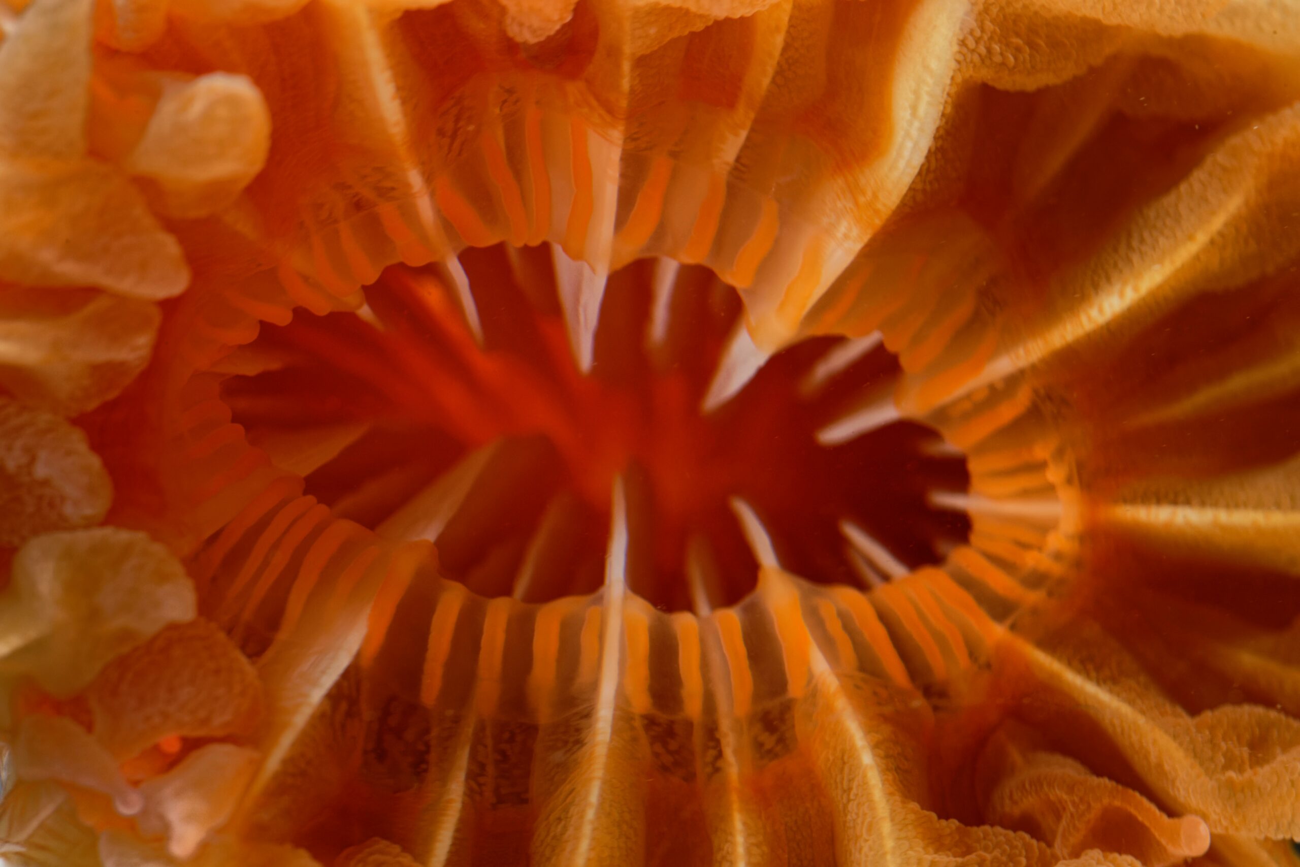 Orifice buccal d’un corail solitaire (Desmophyllum dianthus) © Olivier DUGORNAY / Ifremer