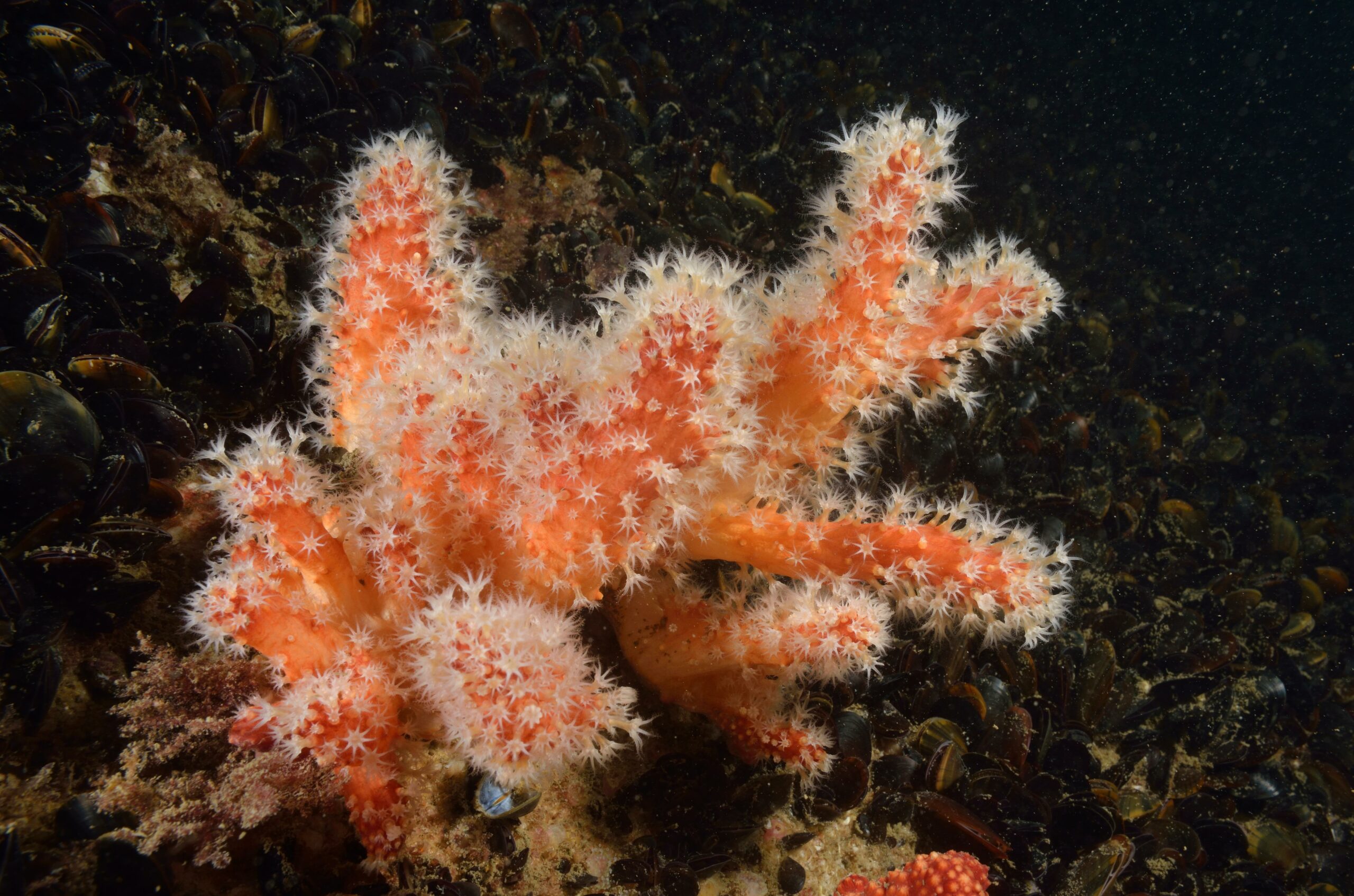 Alcyon rouge © Dugornay Olivier / Ifremer