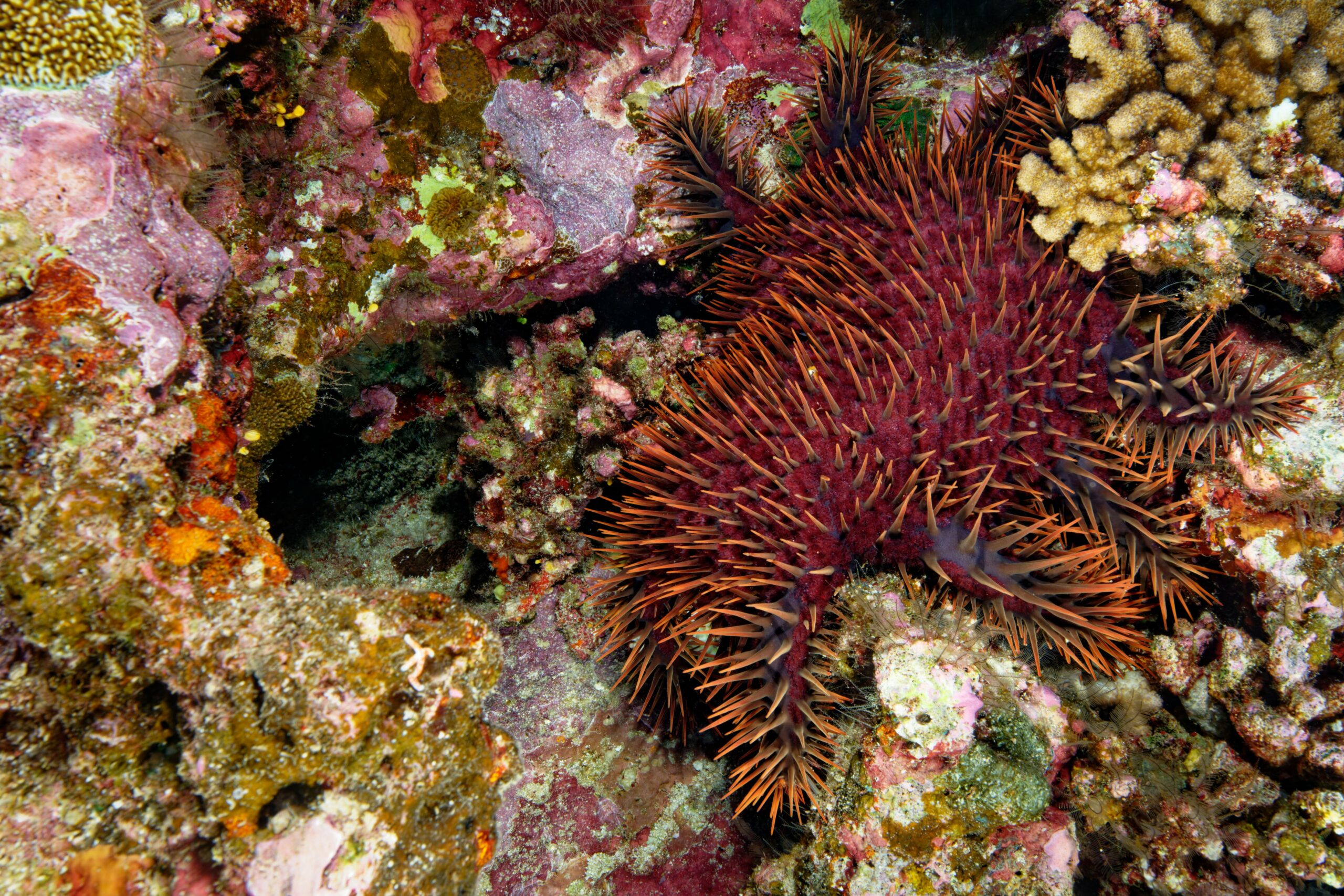 Etoile de mer tropicale « dévoreuse de corail » (Acanthaster planci) © Olivier DUGORNAY / Ifremer