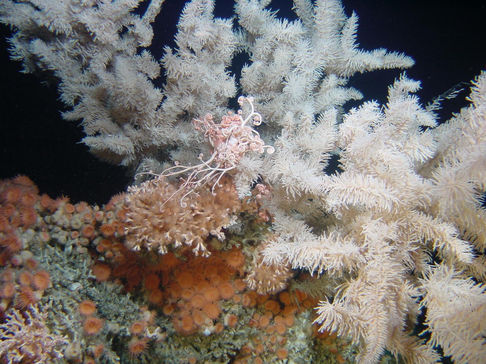 Coraux profonds froids dans le golfe de Gascogne © Ifremer