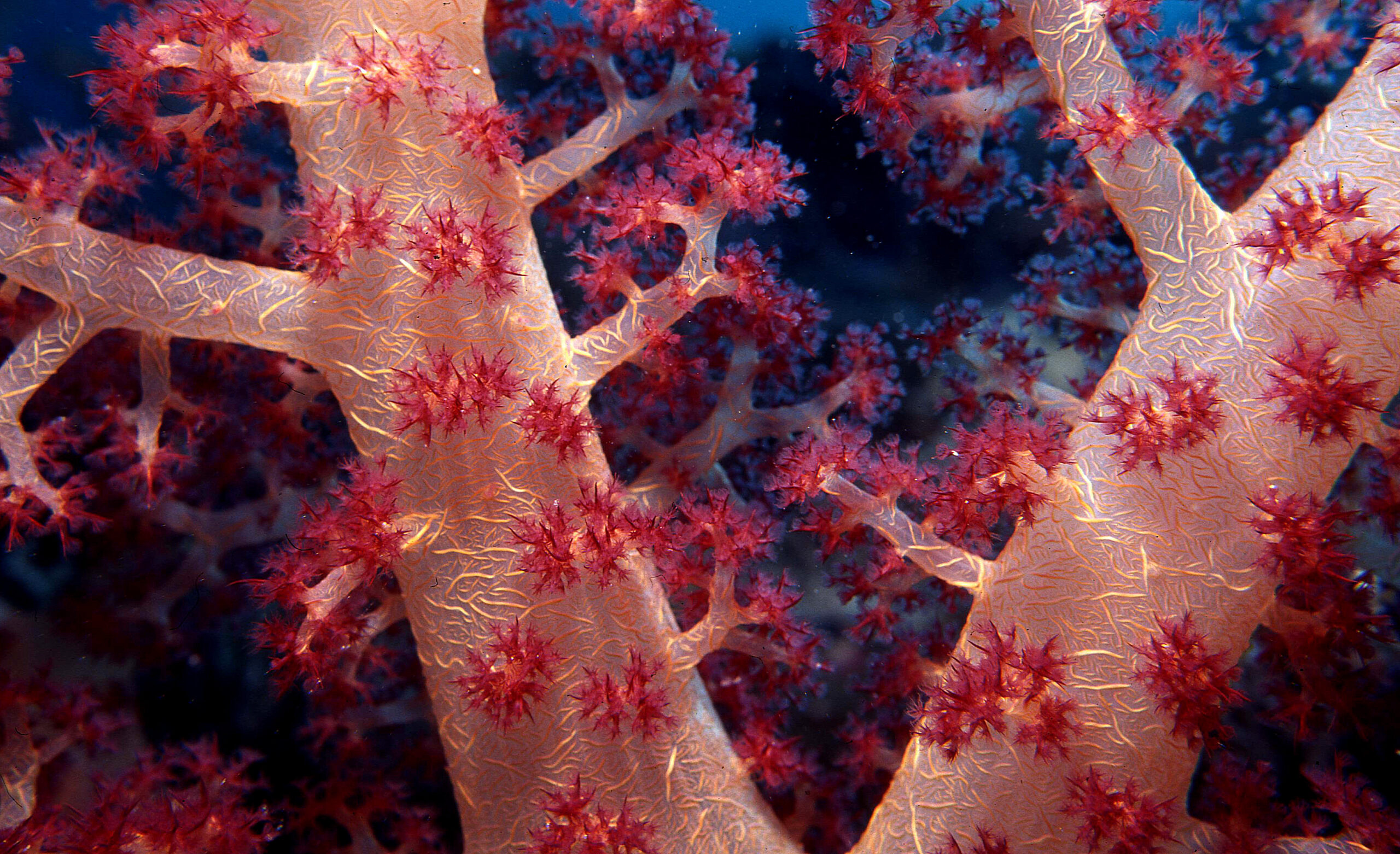 Corail mou ©Katerina Katopis / Ocean Image Bank