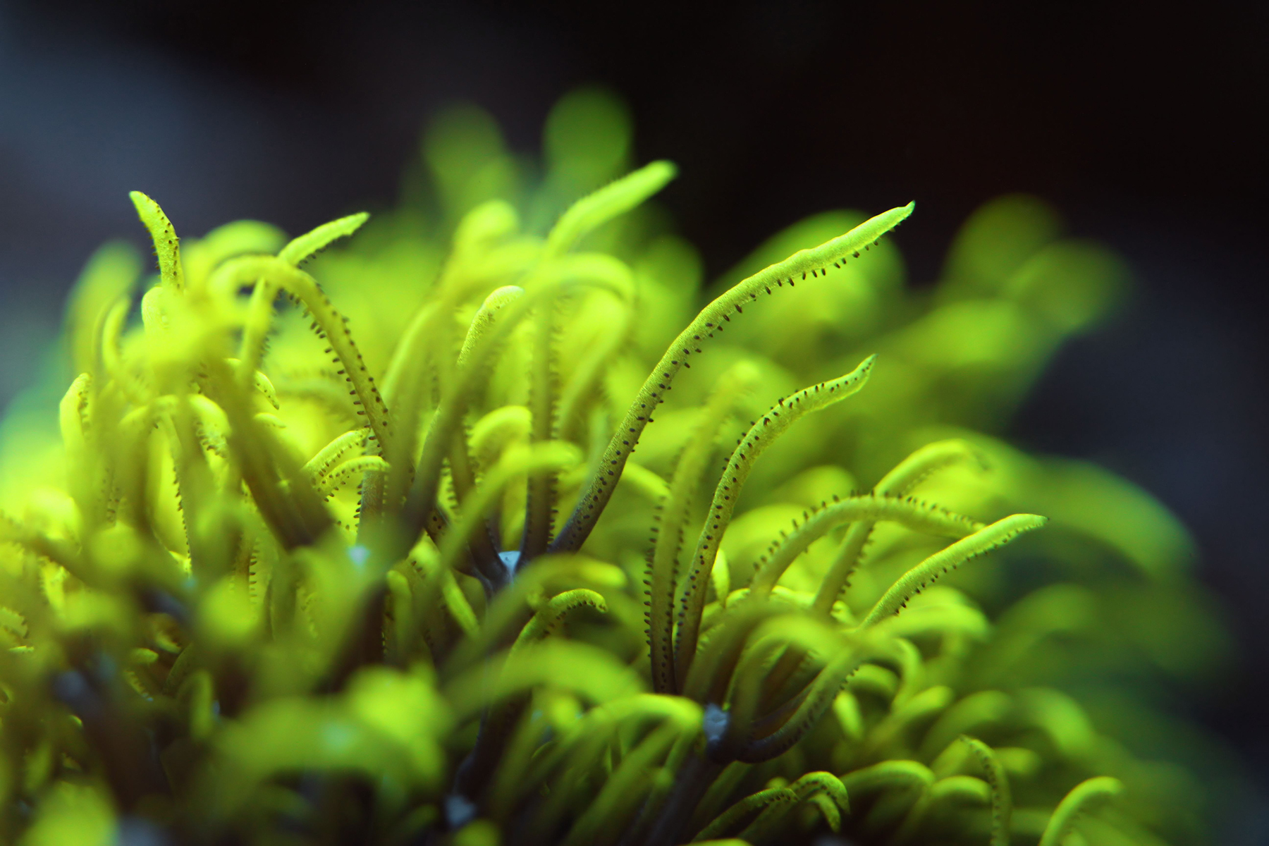 3Pachyclavularia © Ramona Osche / Ocean Image Bank