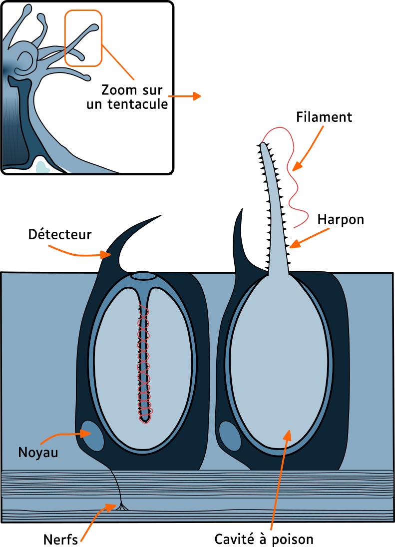 Alimentation du corail © La Cité de la Mer