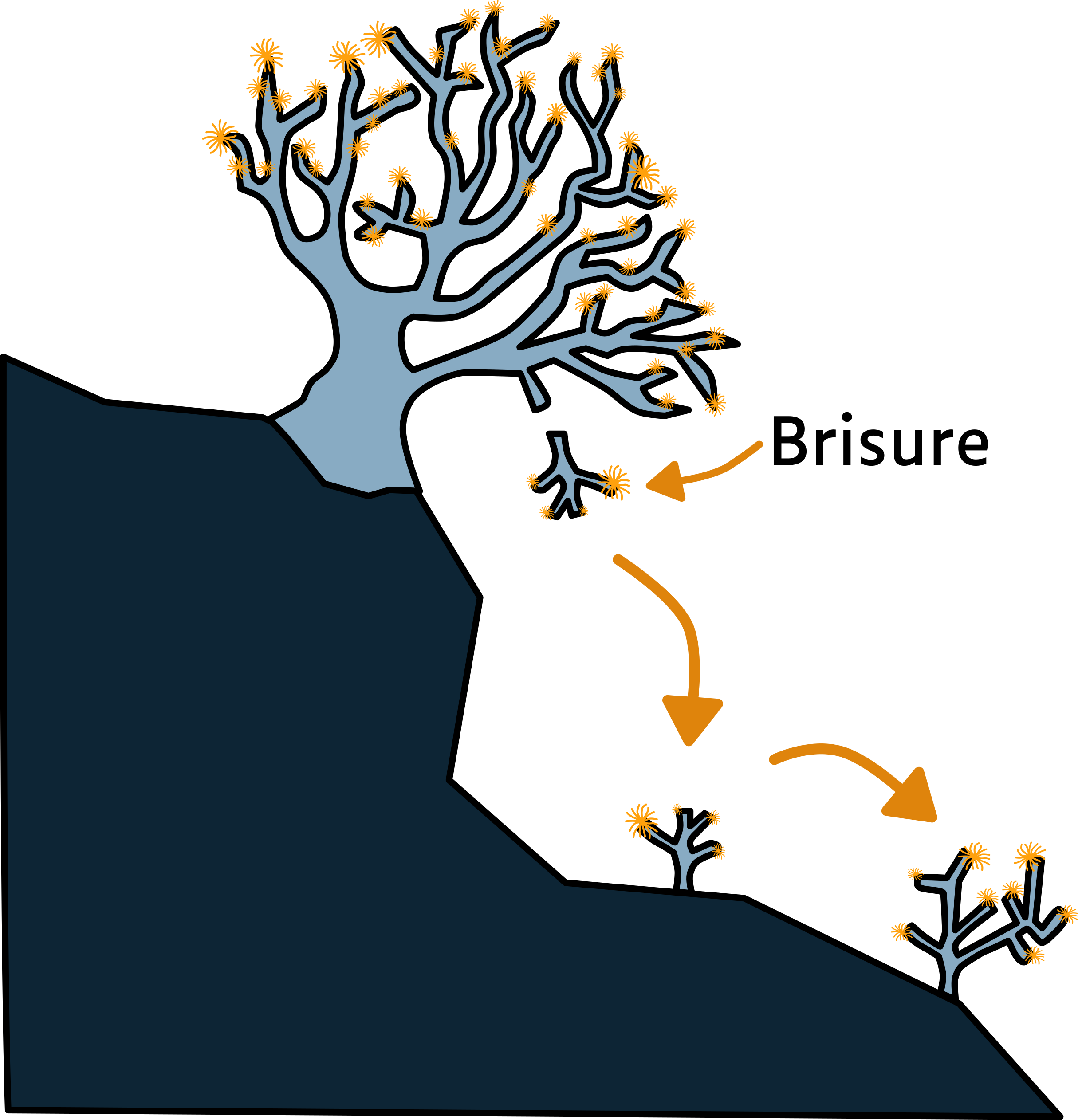 Bouturage naturel © La Cité de la Mer