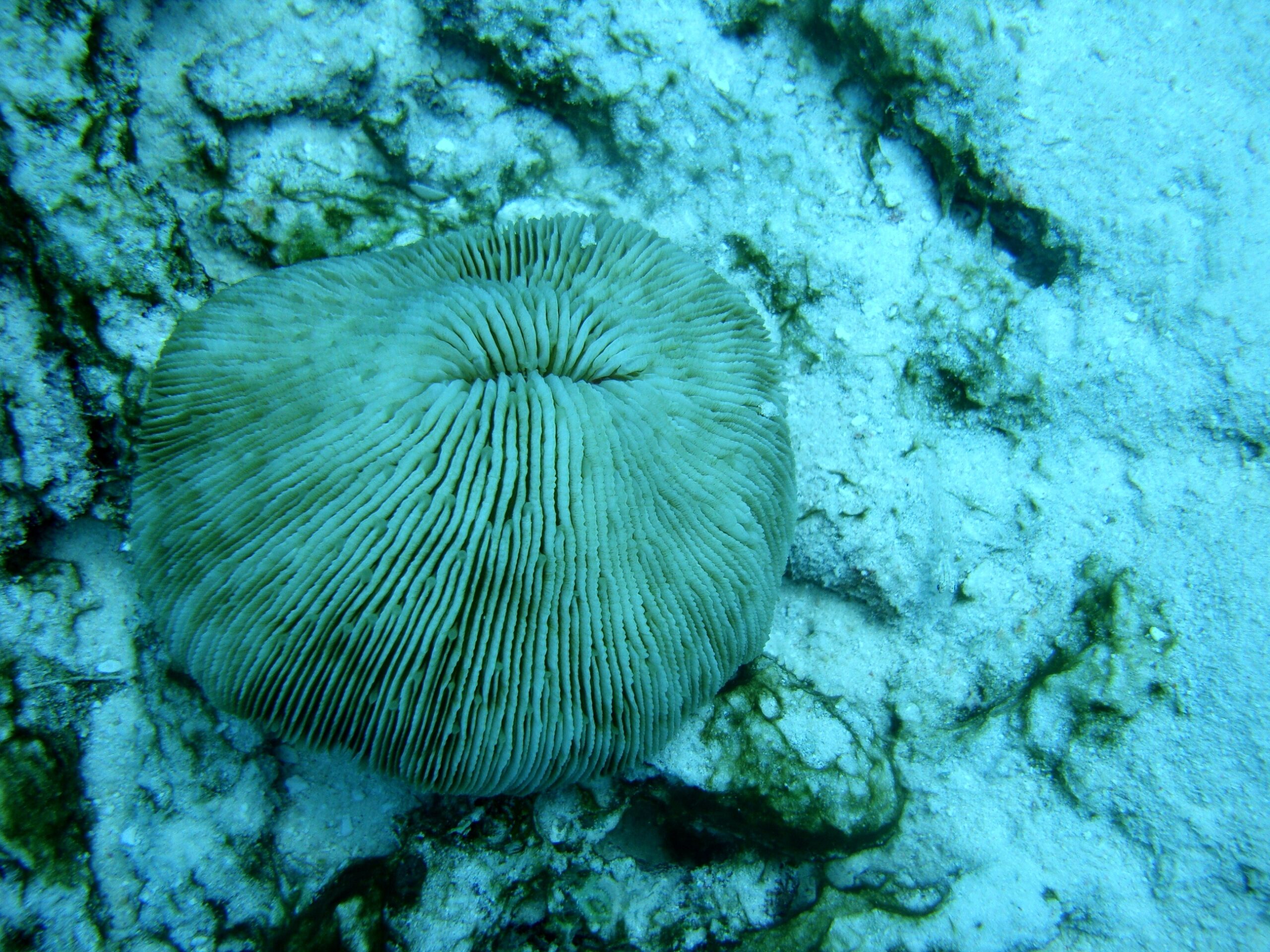Fungia fungites © Heather Coll / NOAA