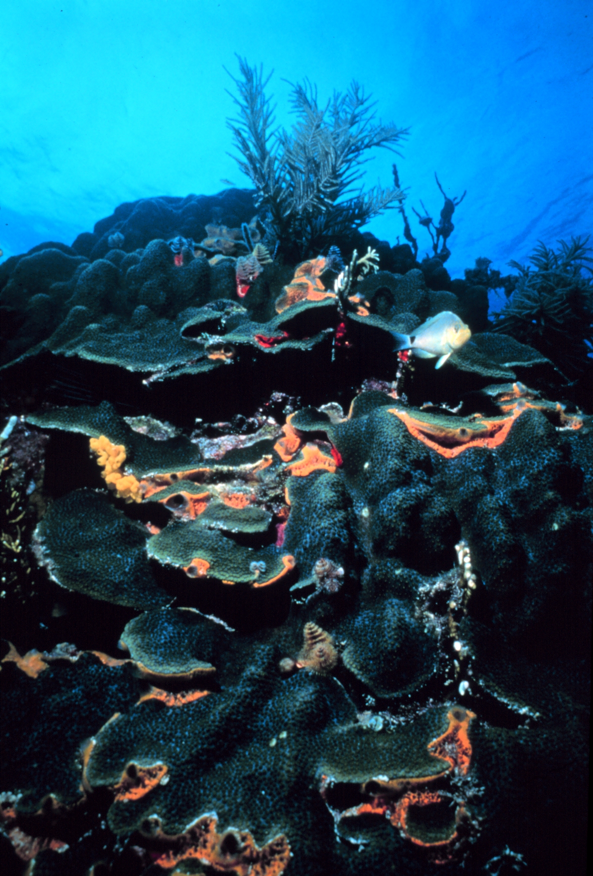 Colonie de corail étoilé massif © Florida Keys National Marine Sanctuary / NOAA