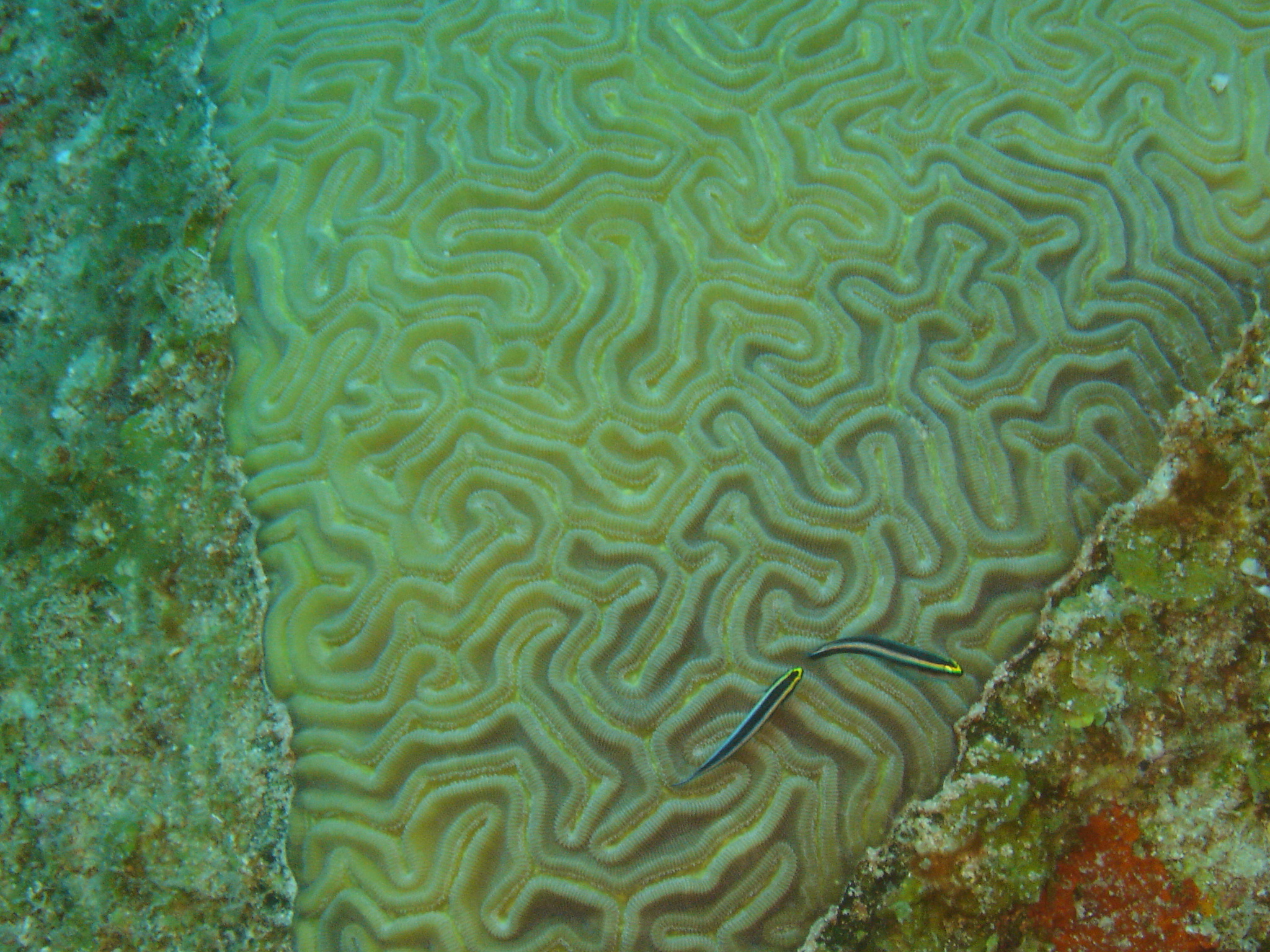 Diploria labyrinthiformis © NOAA CCMA Biogeography Team