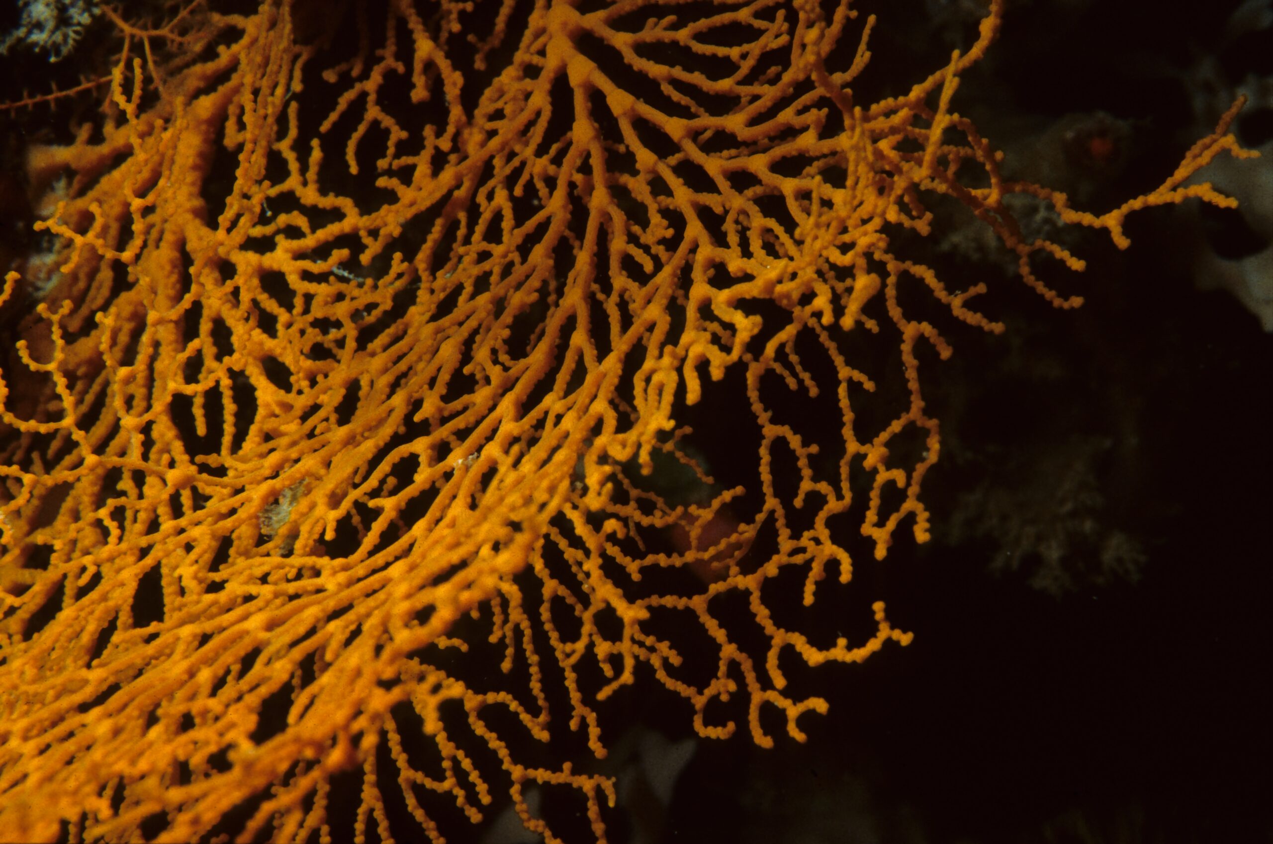 Corail mou © Dr. Dwayne Meadows / NOAA