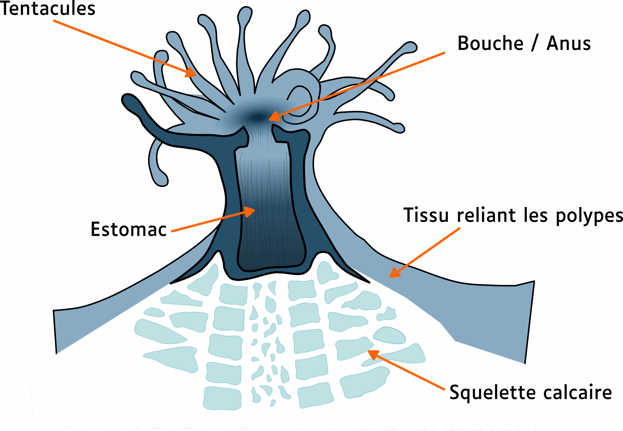 Le polype © La Cité de la Mer