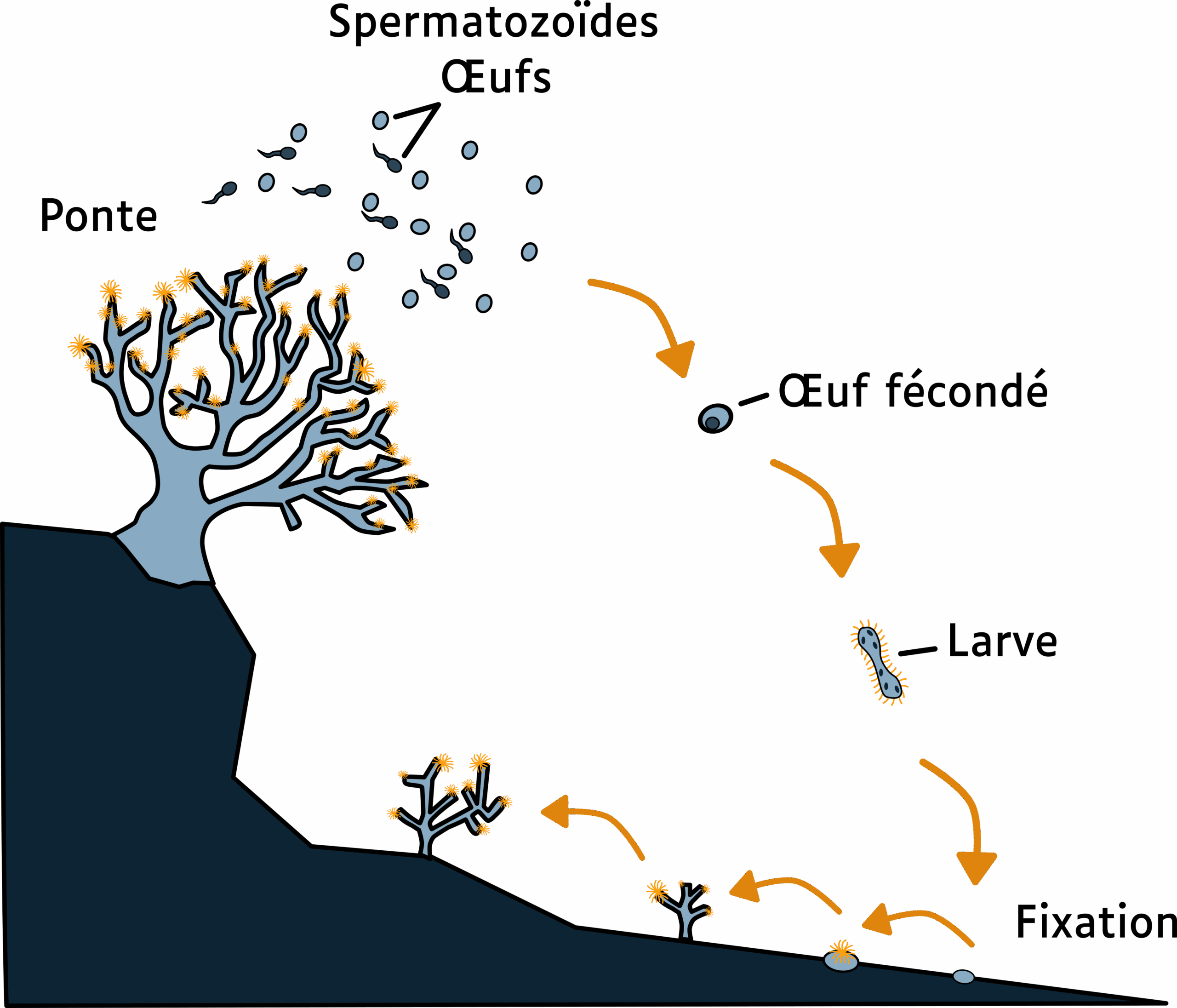 Reproduction sexuée externe © La Cité de la Mer