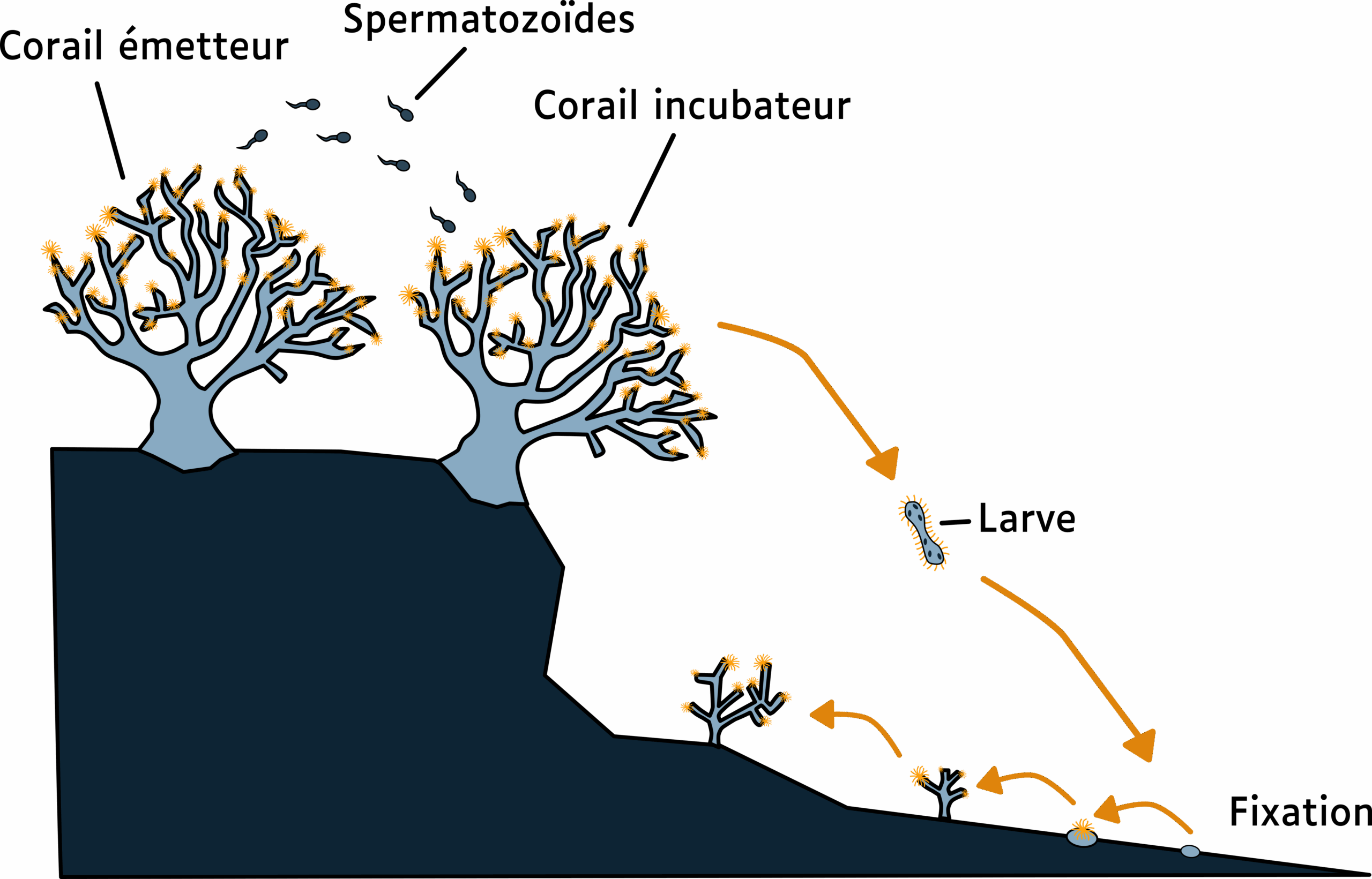 Reproduction sexuée interne © La Cité de la Mer