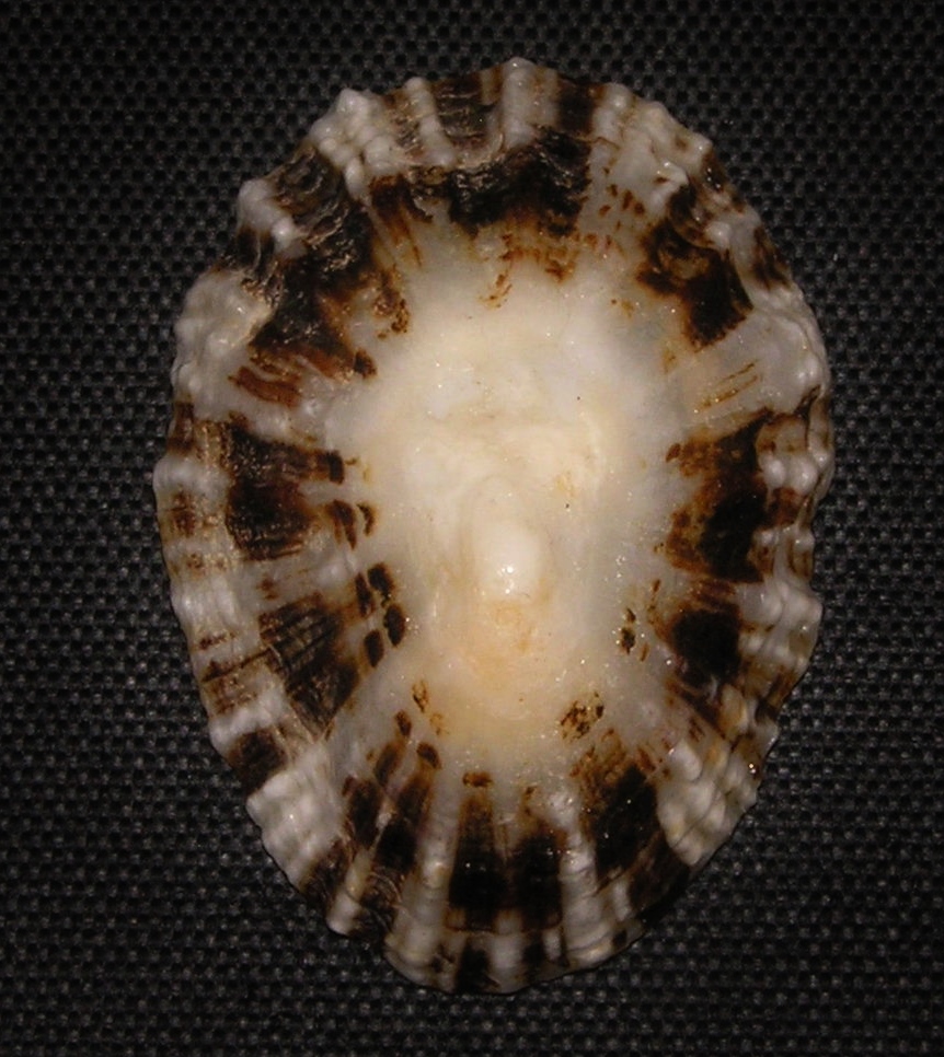 Vue extérieure et du dessus de la coquille vide d’une patelle. © Jan Delsing