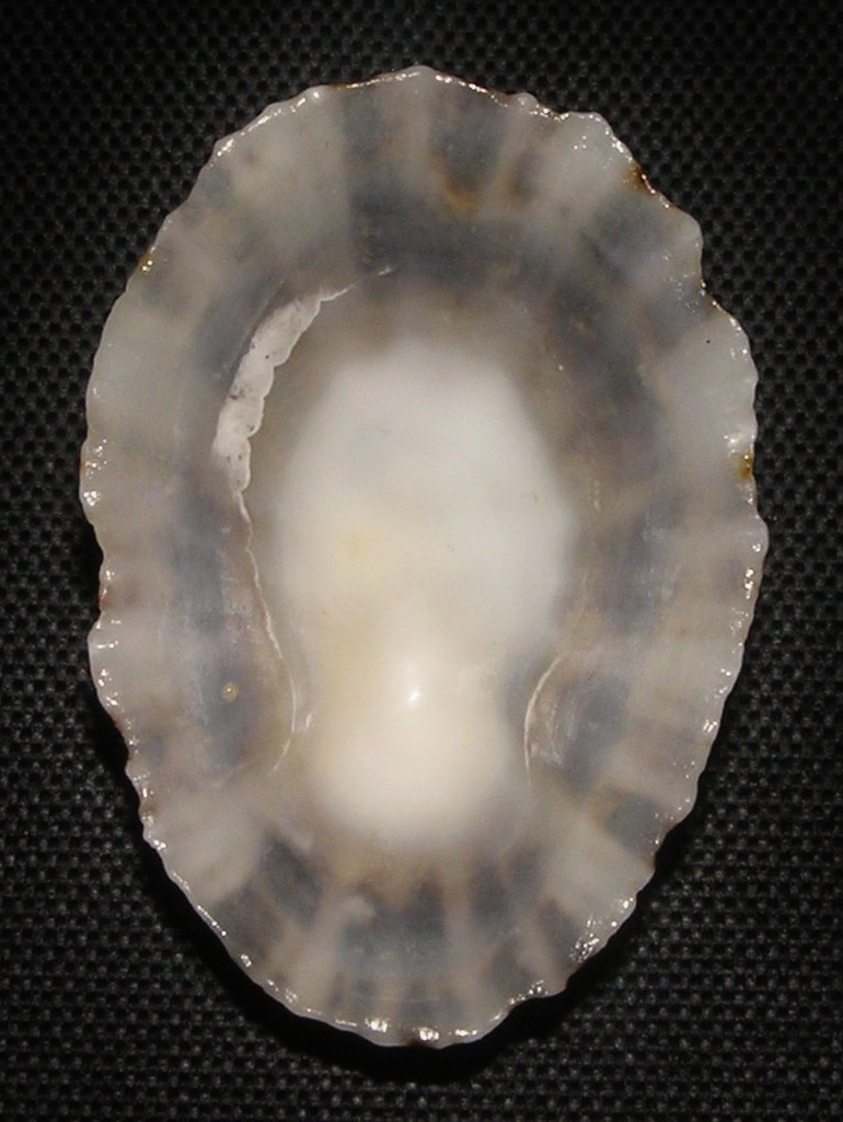 Vue intérieure et du dessus de la coquille vide d’une patelle. © Jan Delsing