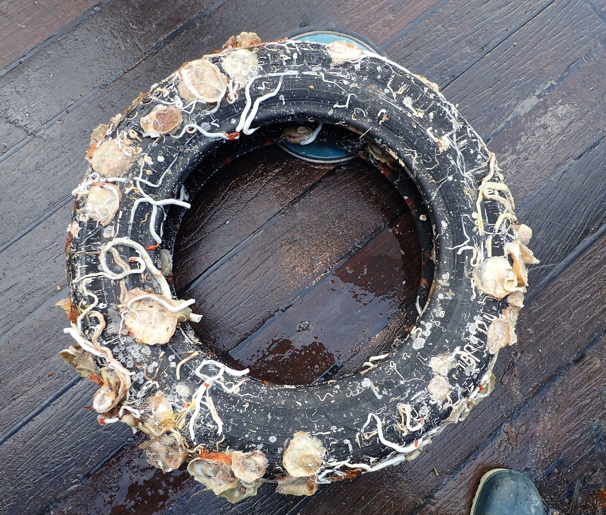 Déchets de Méditerranée © Isabelle CHERET / Ifremer