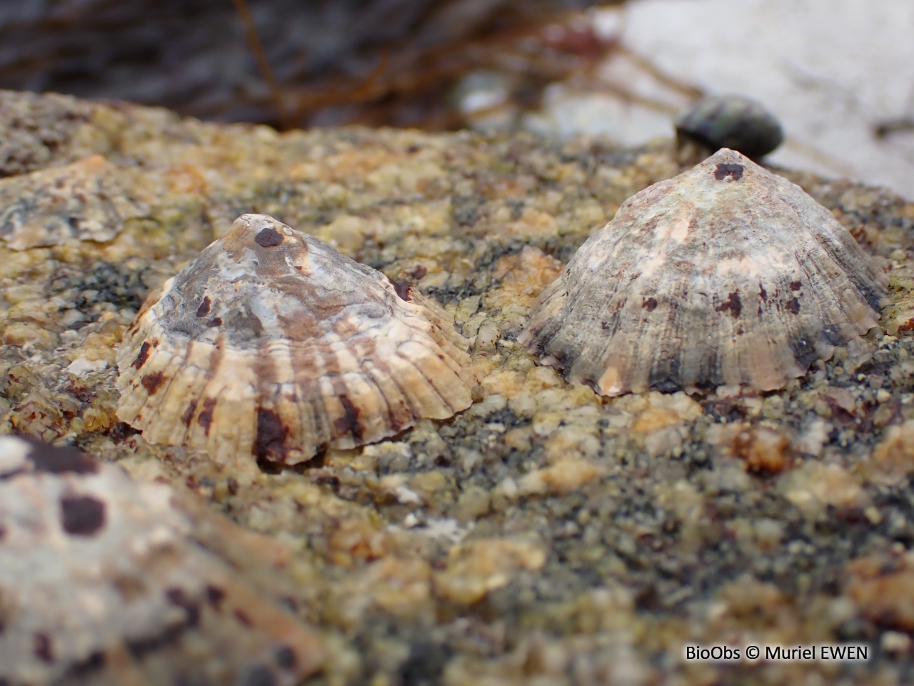 Patelle commune – Patella vulgata © BioObs Muriel EWEN
