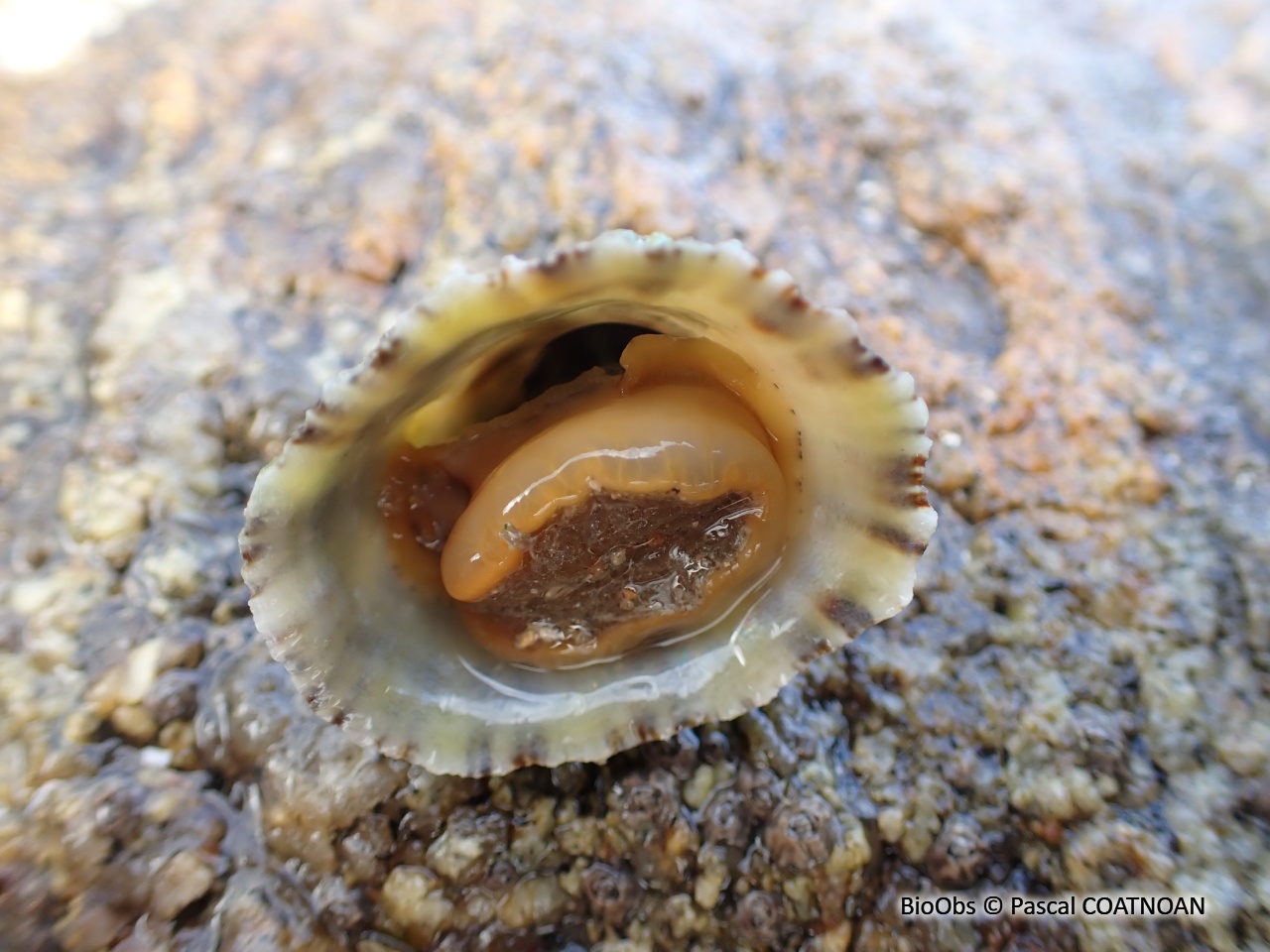 Patelle commune – Patella vulgata © BioObs Pascal COATNOAN