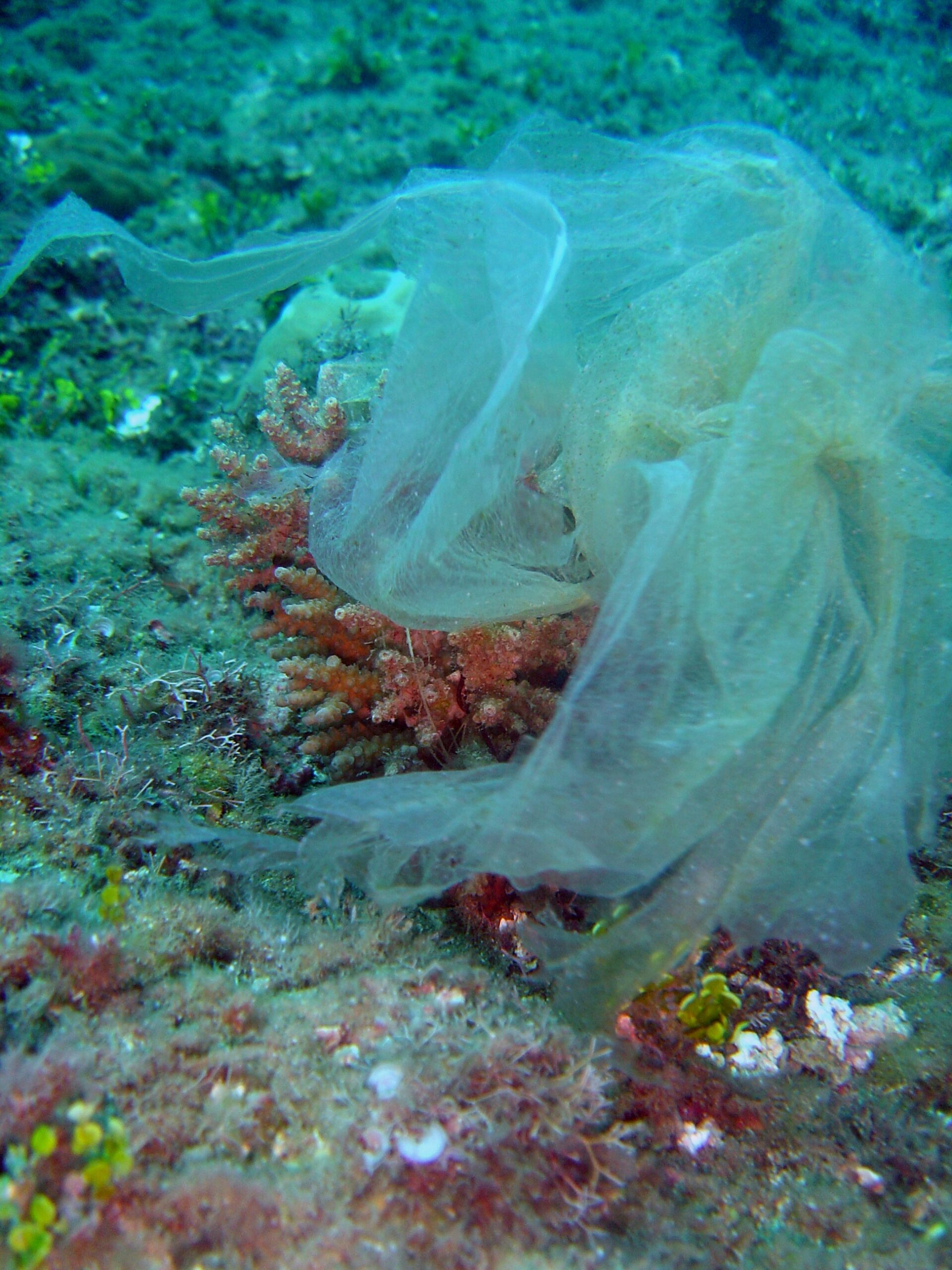 Pollution plastique sur corail © David BURDICK – NOAA