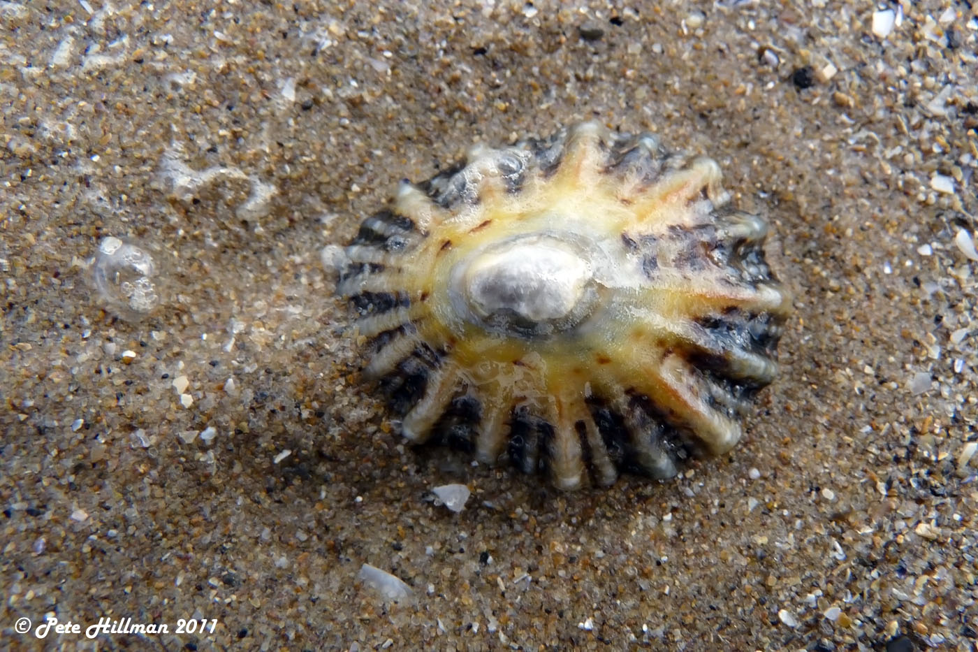 Une patelle commune dans le sable. © Pete Hillman