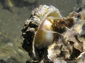 Une patelle commune rampe sous l’eau contre un rocher. © Claude MARNEFF