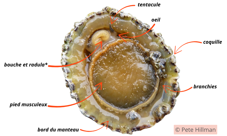Schéma de l’anatomie de la patelle commune. © Photo : Pete Hillman / Annotations : La Cité de la Mer