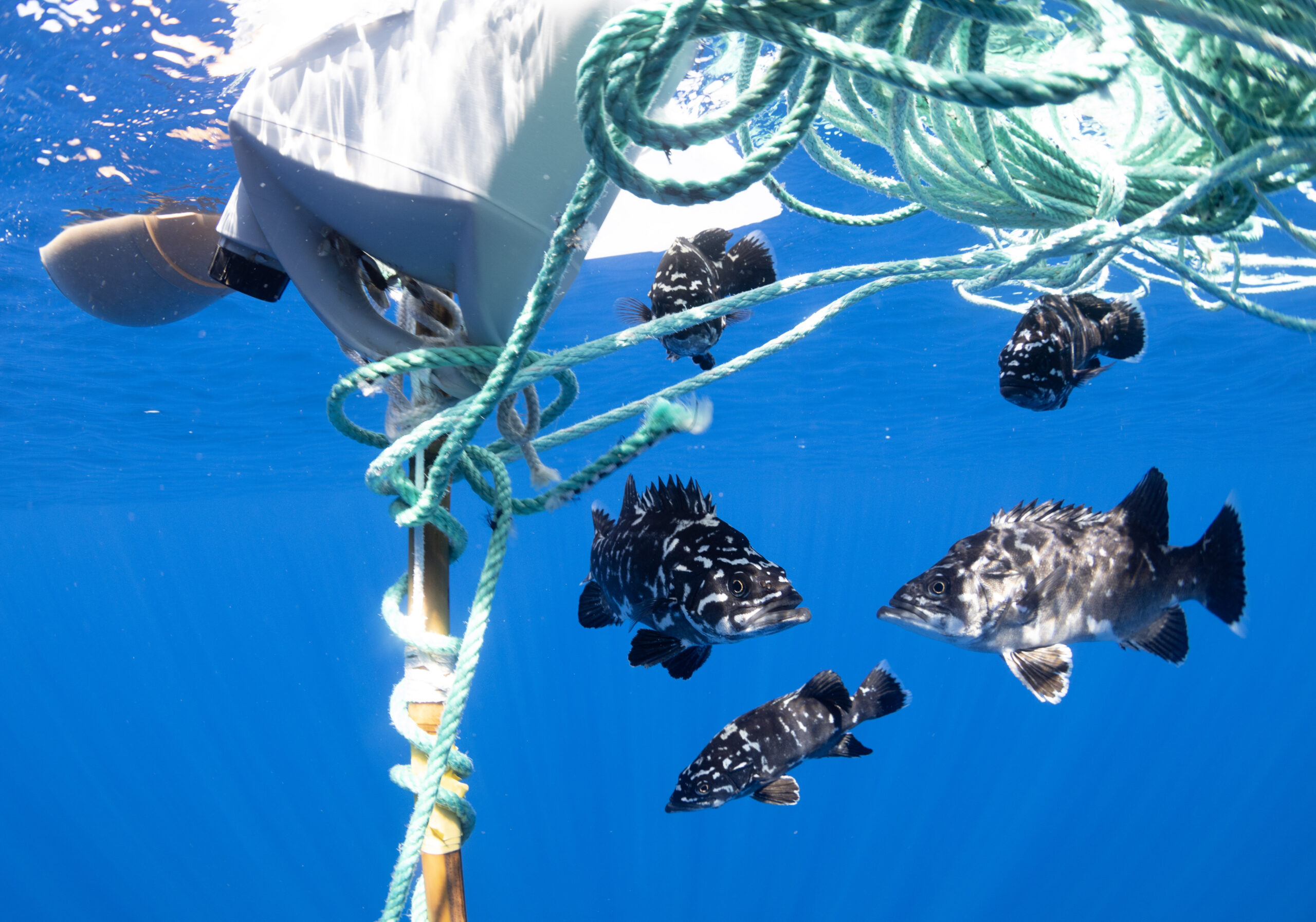Des poissons nagent dans les détritus © Vincent KNEEFEL – Ocean Image Bank