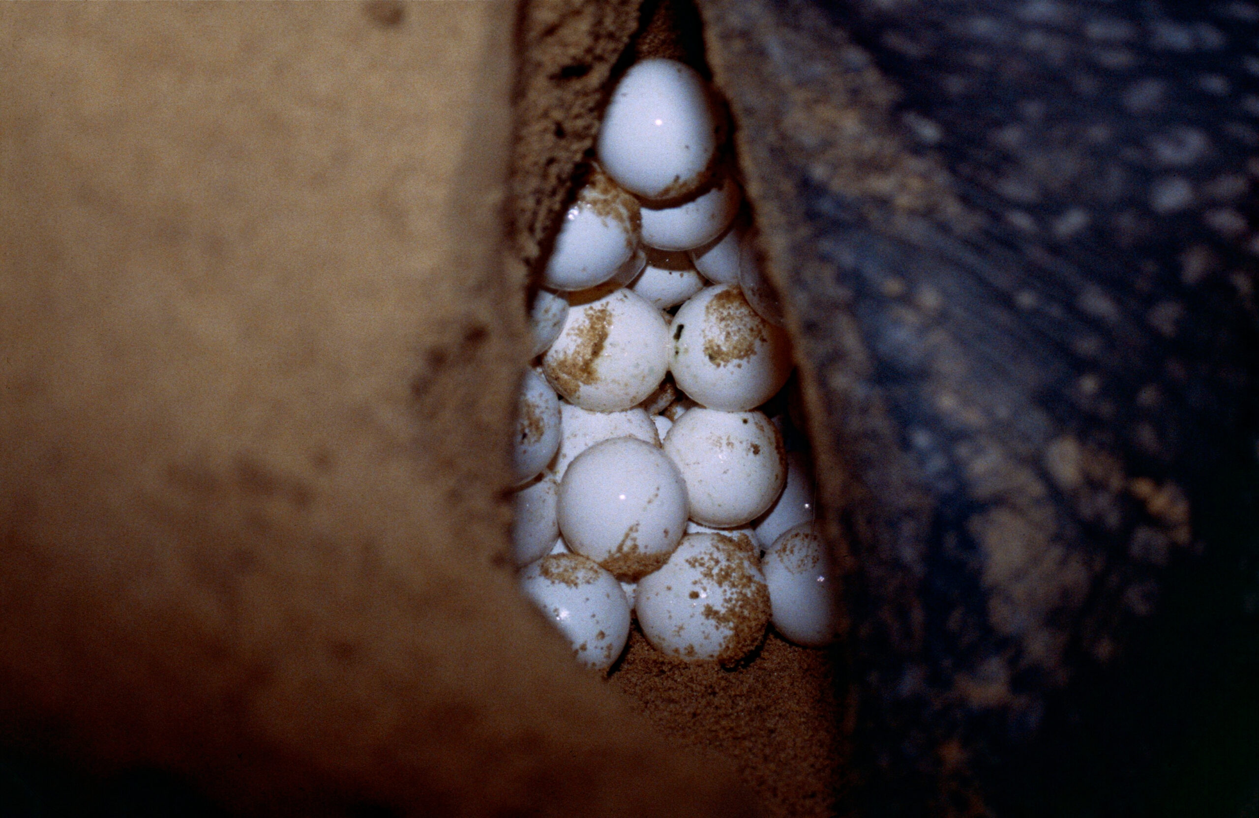 Des œufs de tortue luth enfouis dans le sable. © Bernard DUPONT