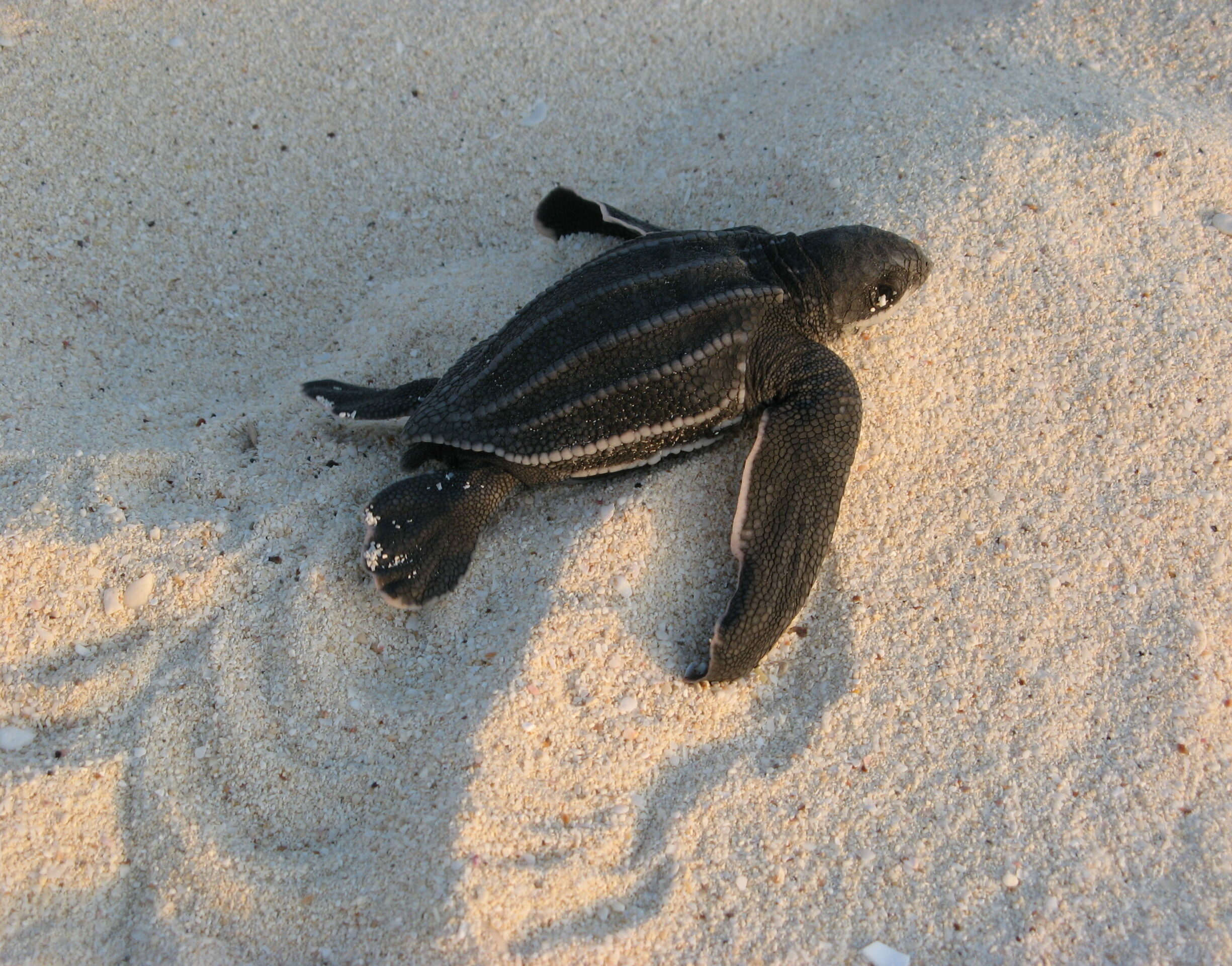 Un bébé tortue luth sur le sable tente de rejoindre la mer. © Ken Clifton