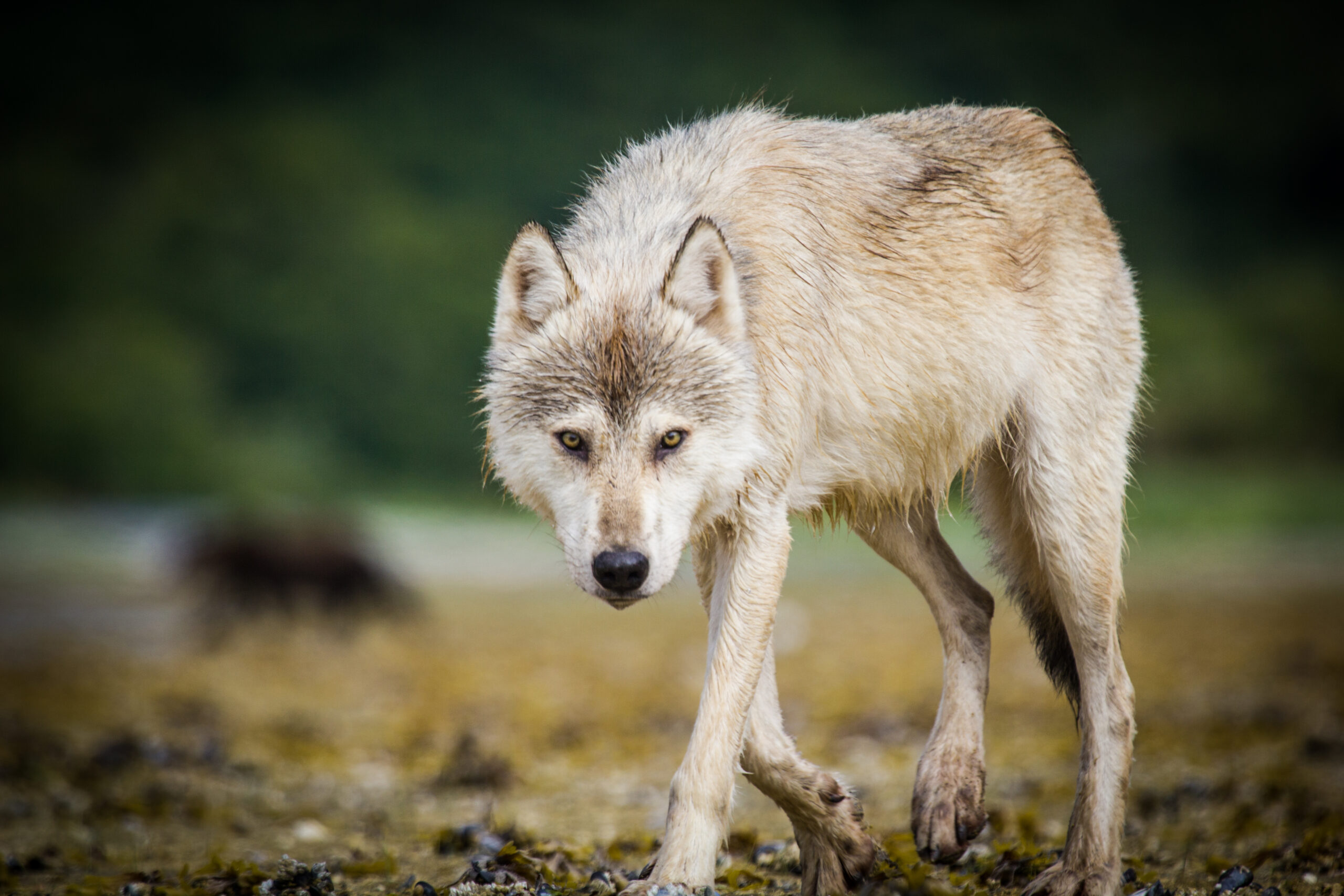 Loup marin, Canis lupus columbianus © Katmai National Park and Preserve