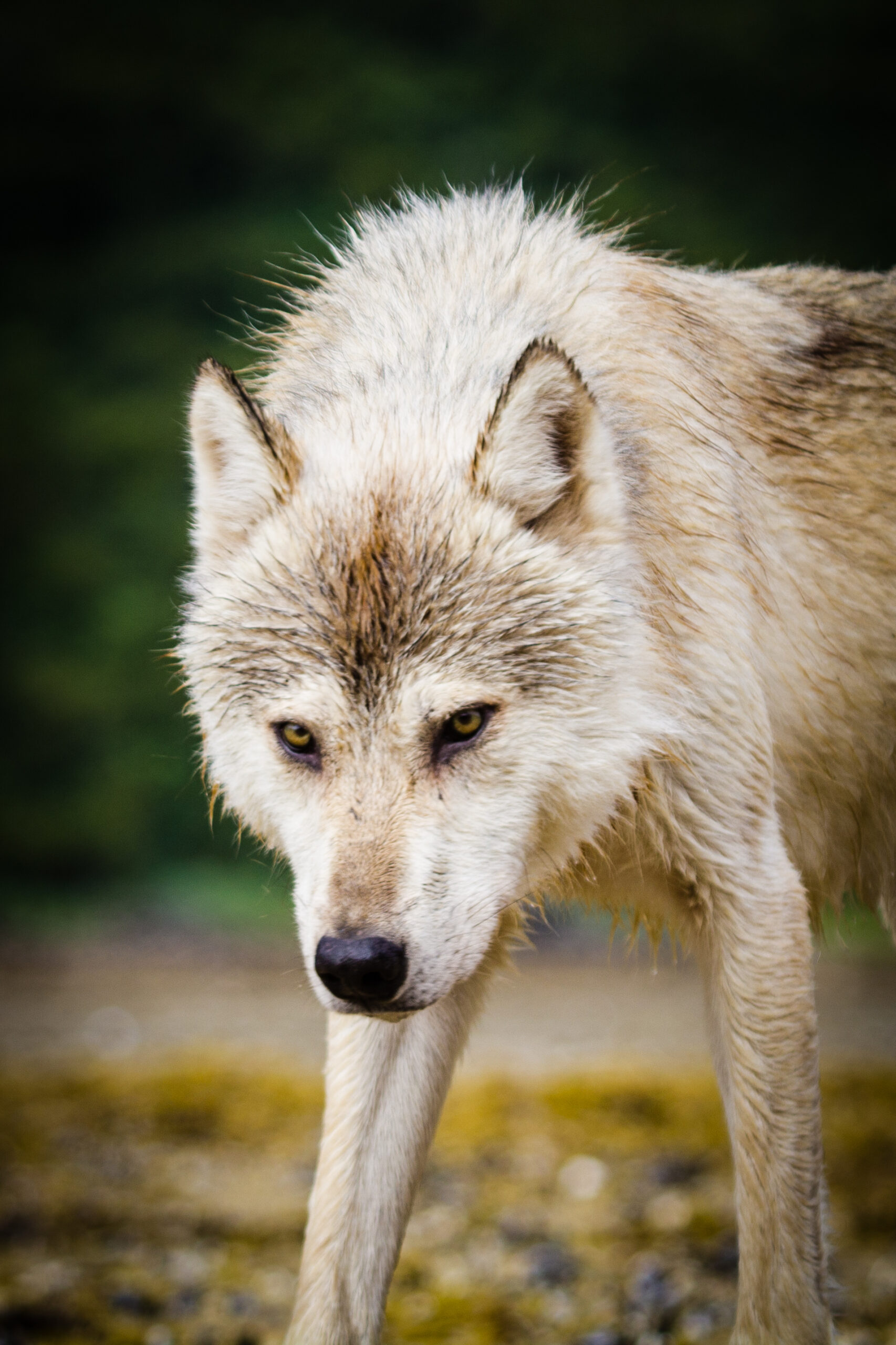 Loup marin, Canis lupus columbianus © Katmai National Park and Preserve