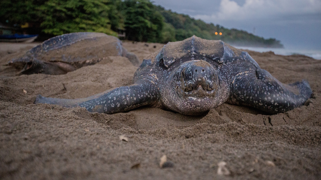 Une tortue Luth sur une plage de Grande Rivière en période de ponte. © Jordan Beard