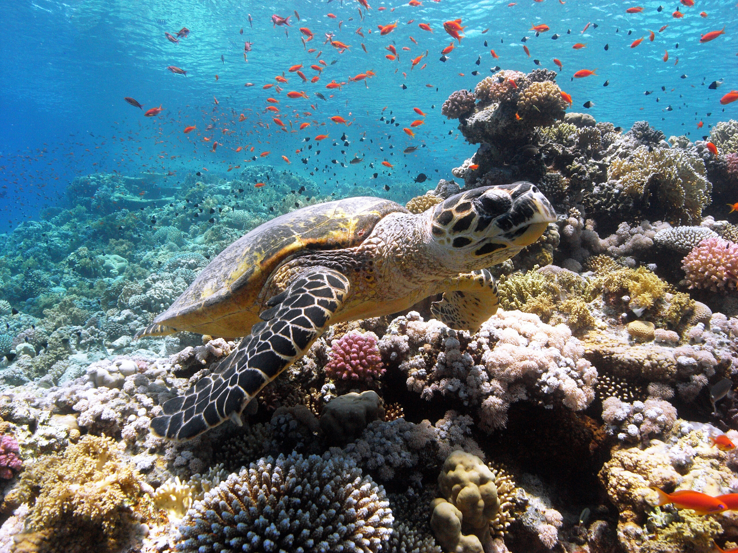 Une tortue imbriquée nage au milieu des coraux et des poissons. © Cinzia Osele Bismarck / Ocean Image Bank