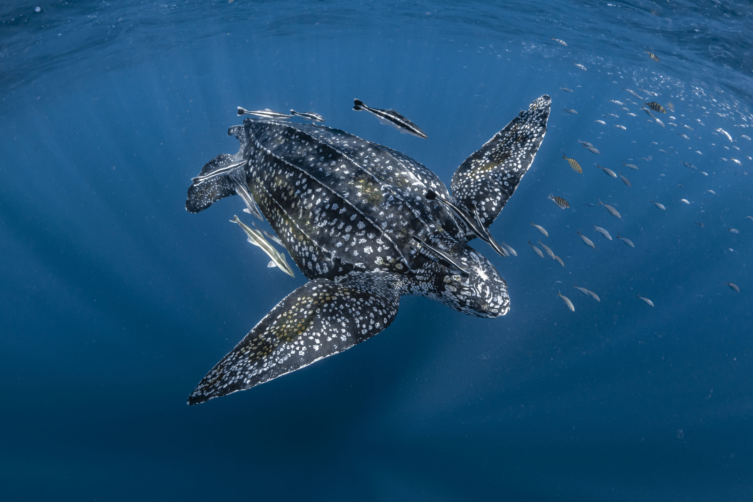 Une tortue Luth nage dans l&rsquo;océan au milieu de poissons. © Emilie Ledwidge / Ocean Image Bank