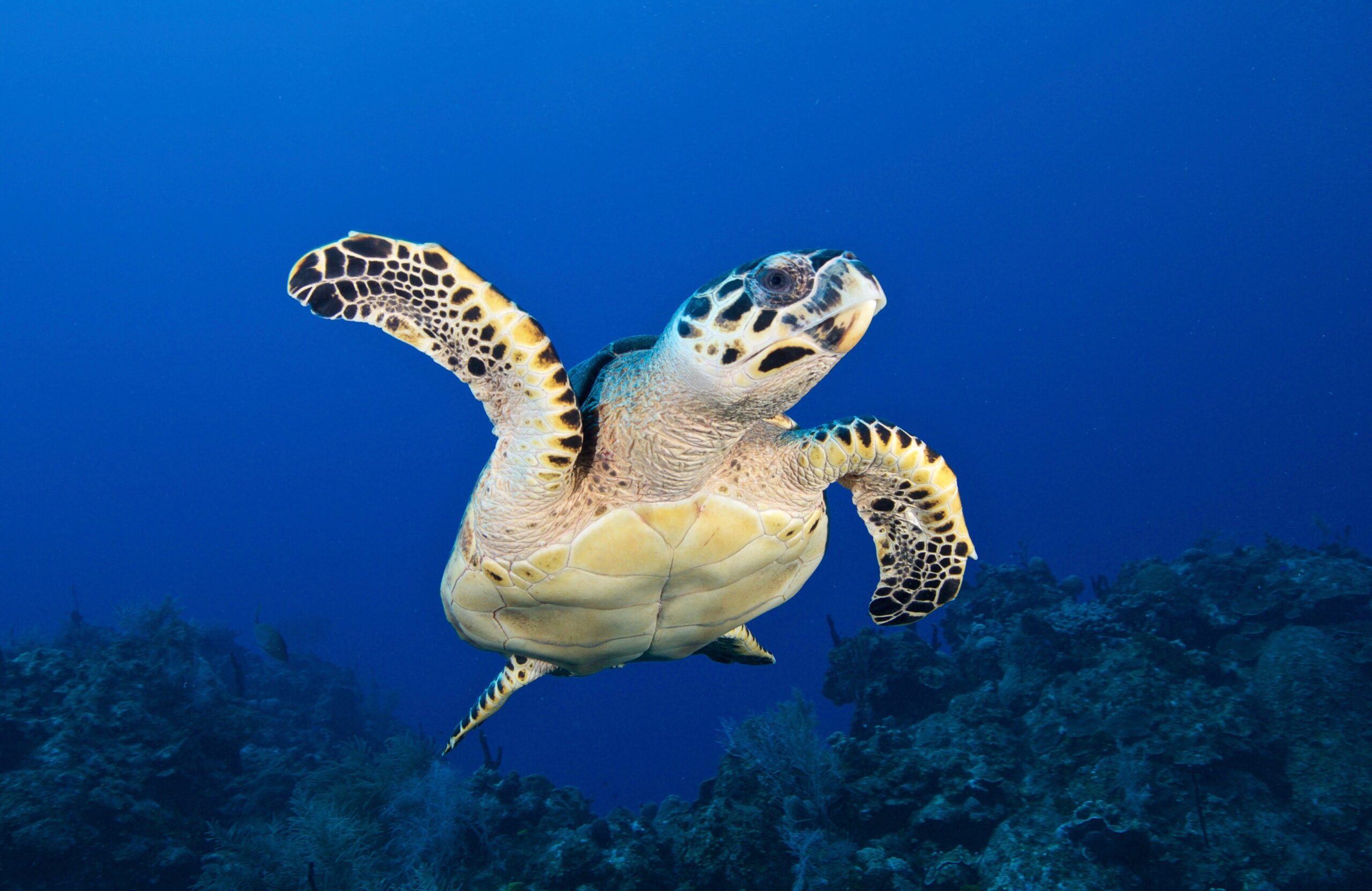 Une tortue imbriquée nage dans l&rsquo;océan. ©  Gregory PIPER / Ocean Image Bank
