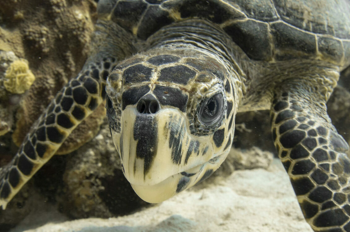 Une tortue imbriquée dans l&rsquo;océan. On distingue clairement ses deux paires d&rsquo;écailles préfrontales. © Jason WASHINGTON / Ocean Image Bank