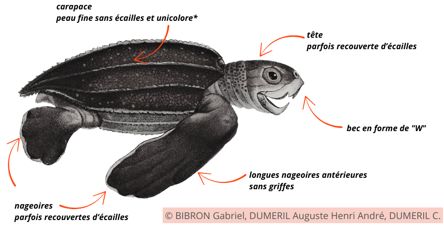 anatomie tortue luth
